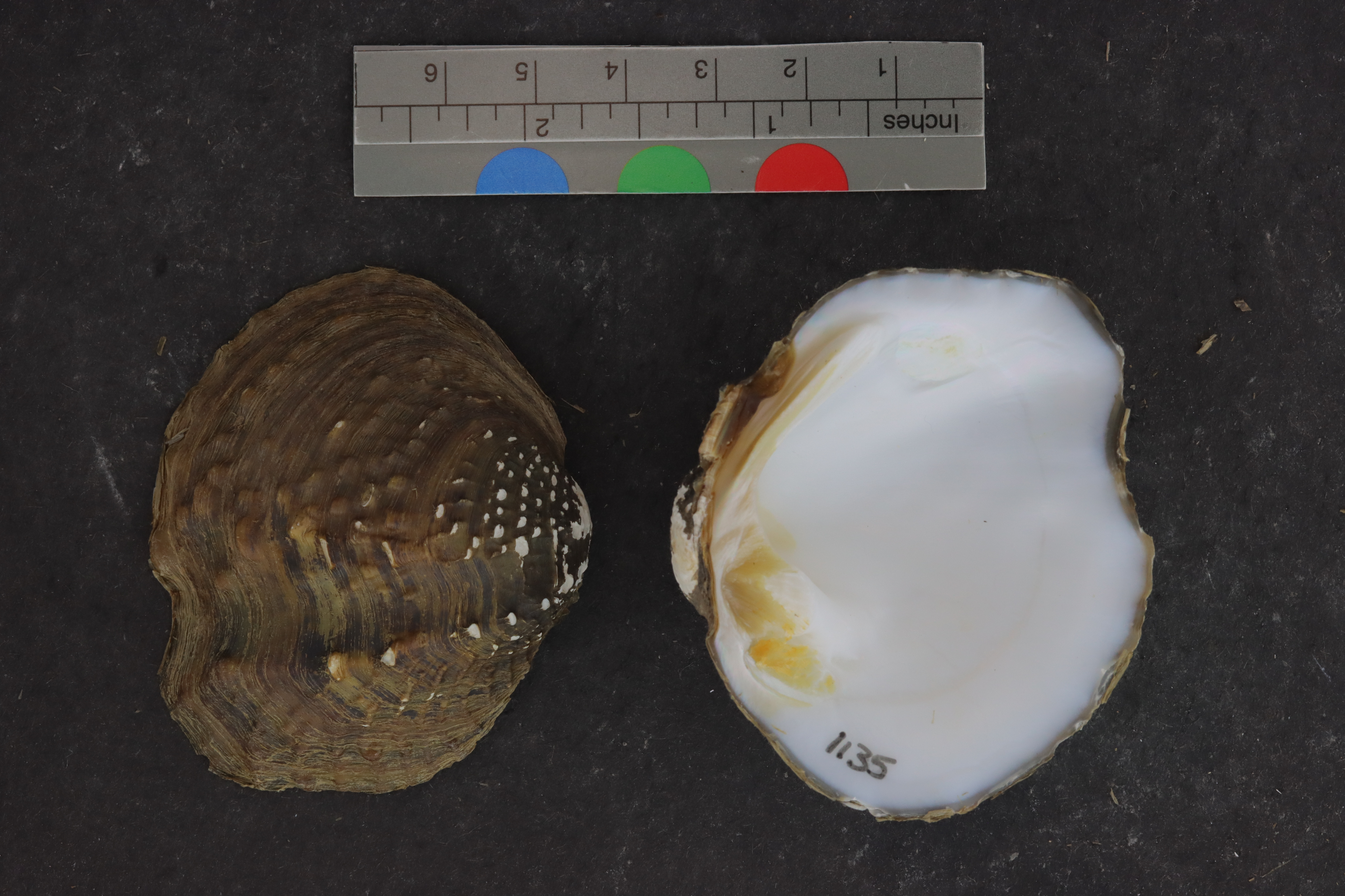 Specimen media