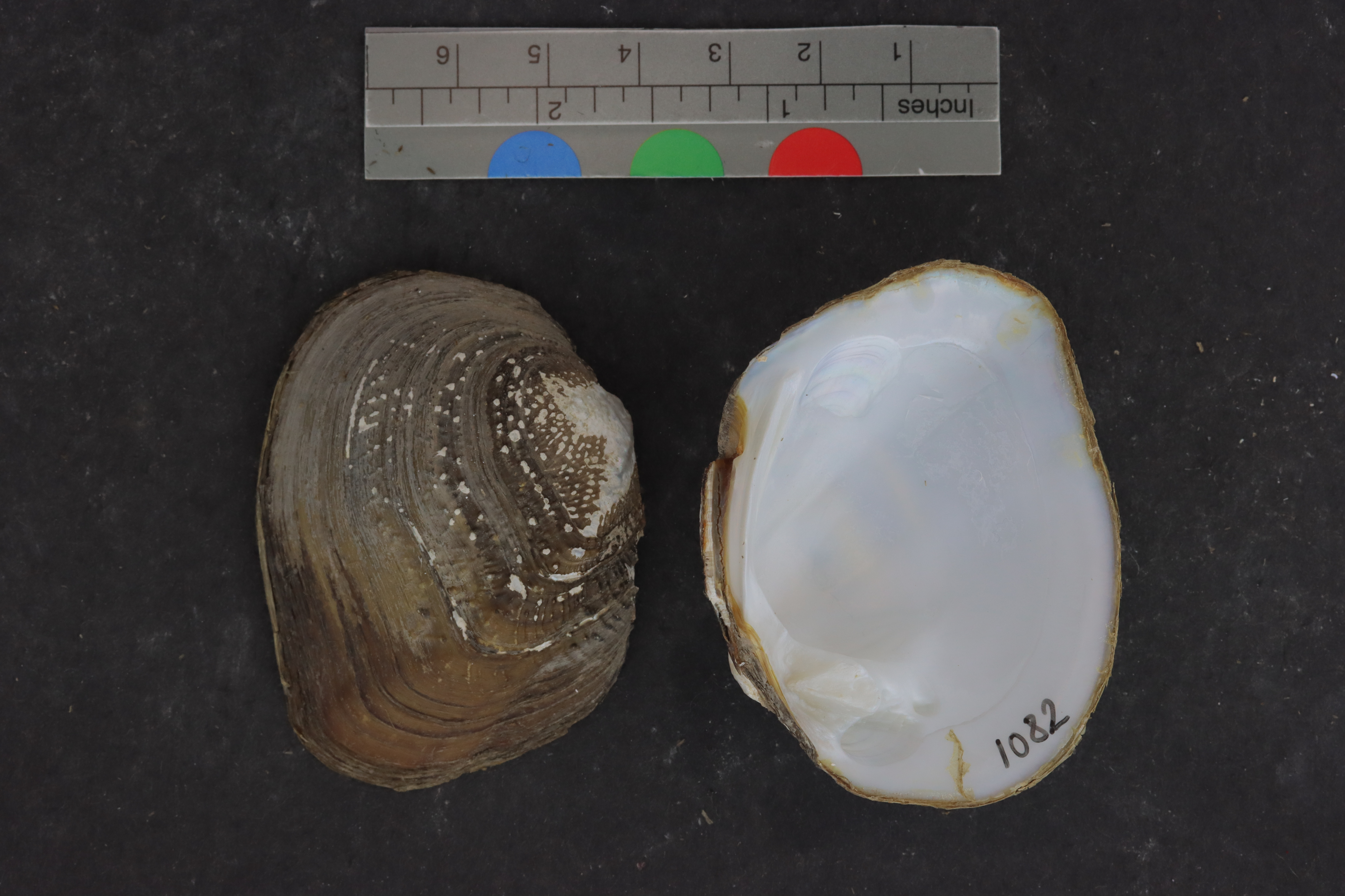 Quadrula apiculata