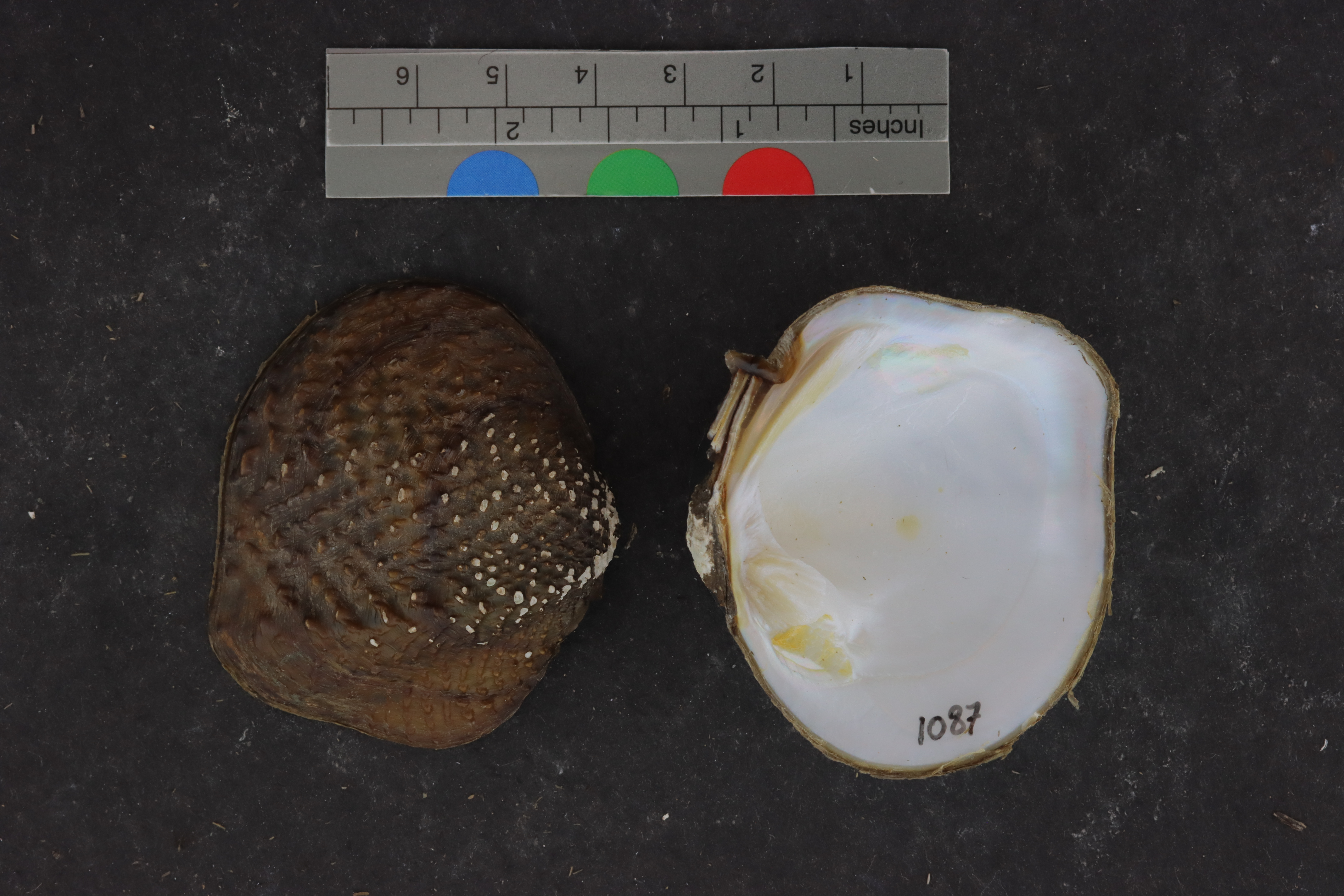 Quadrula apiculata