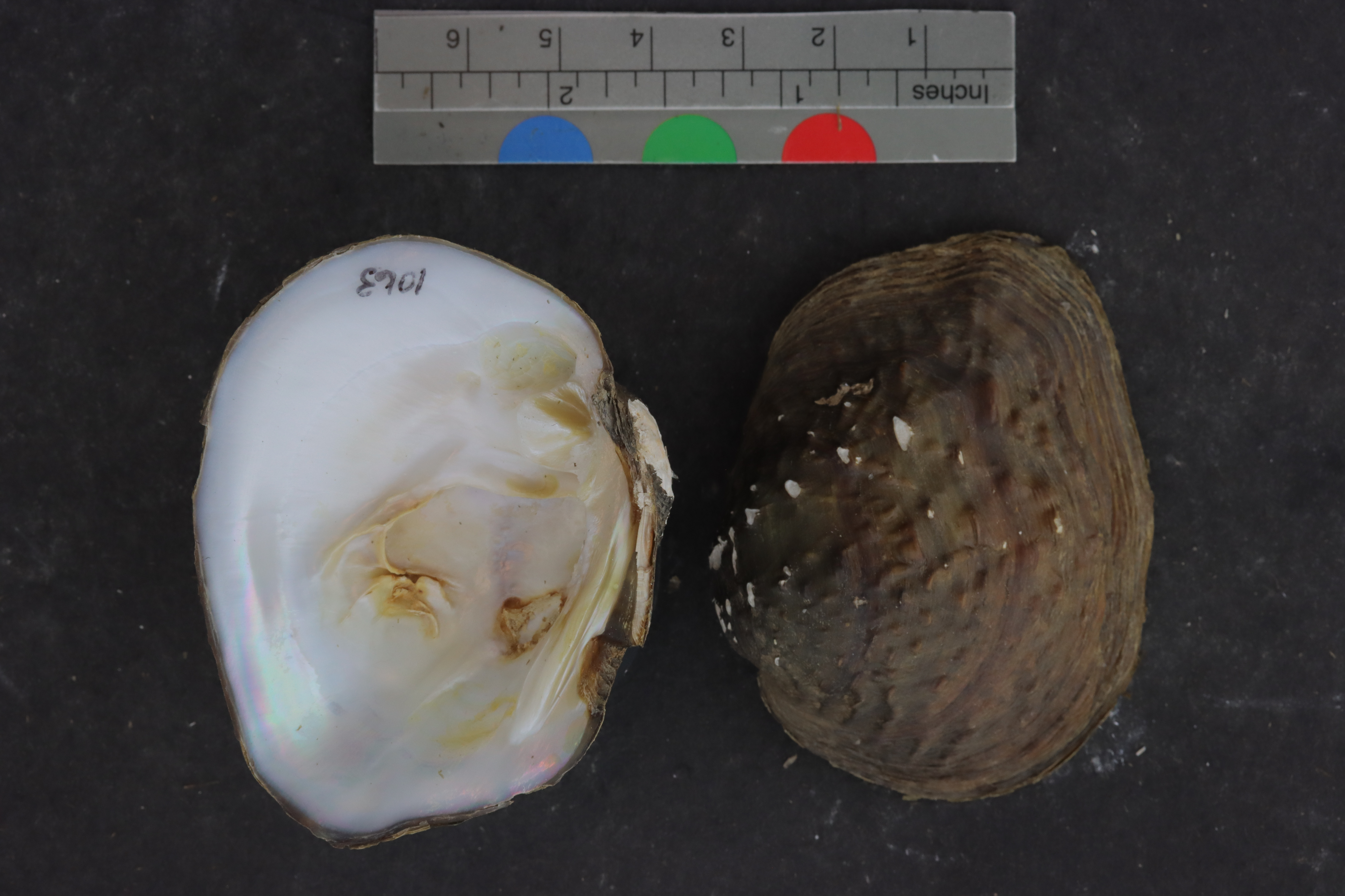 Quadrula apiculata