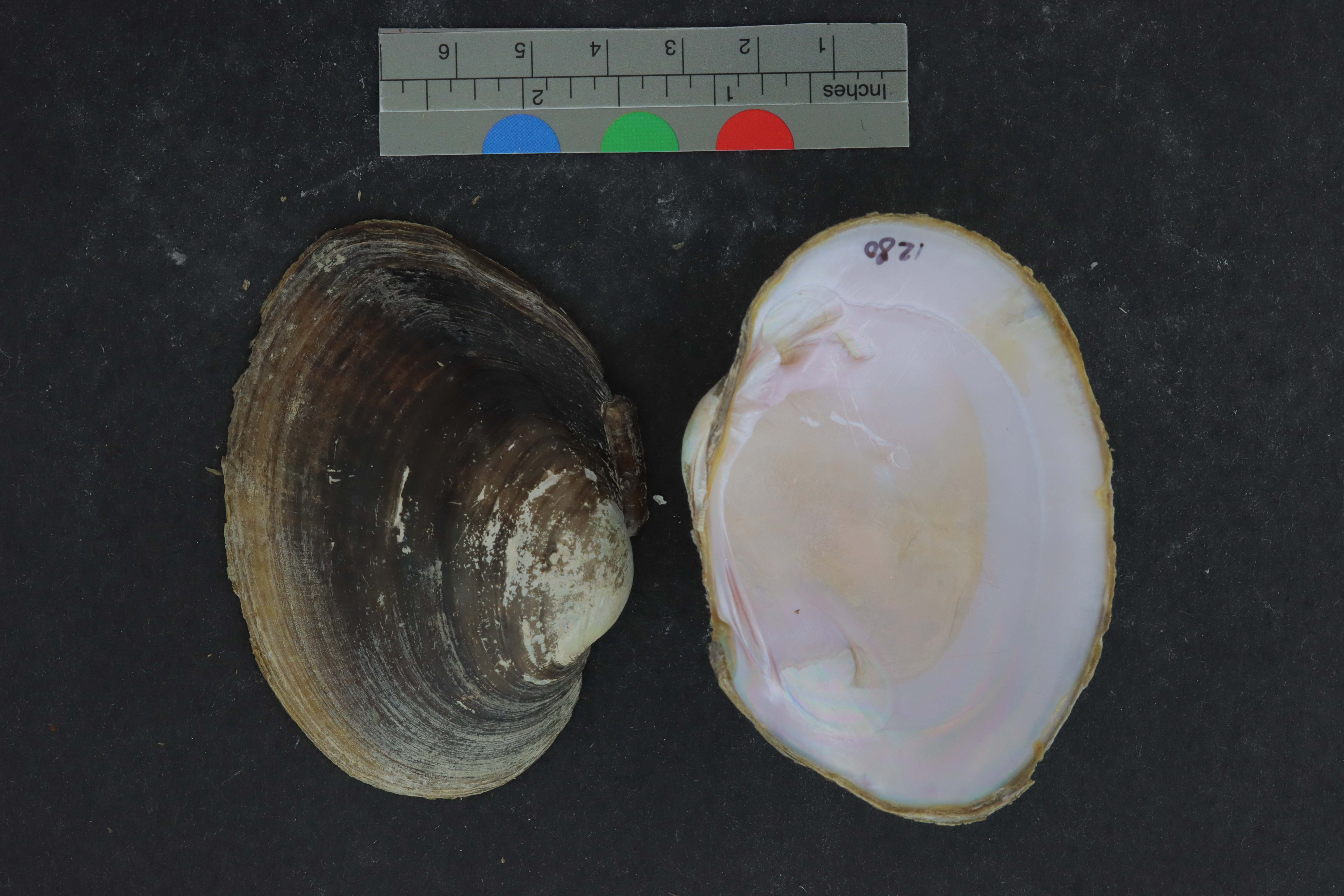 Cyrtonaias tampicoensis