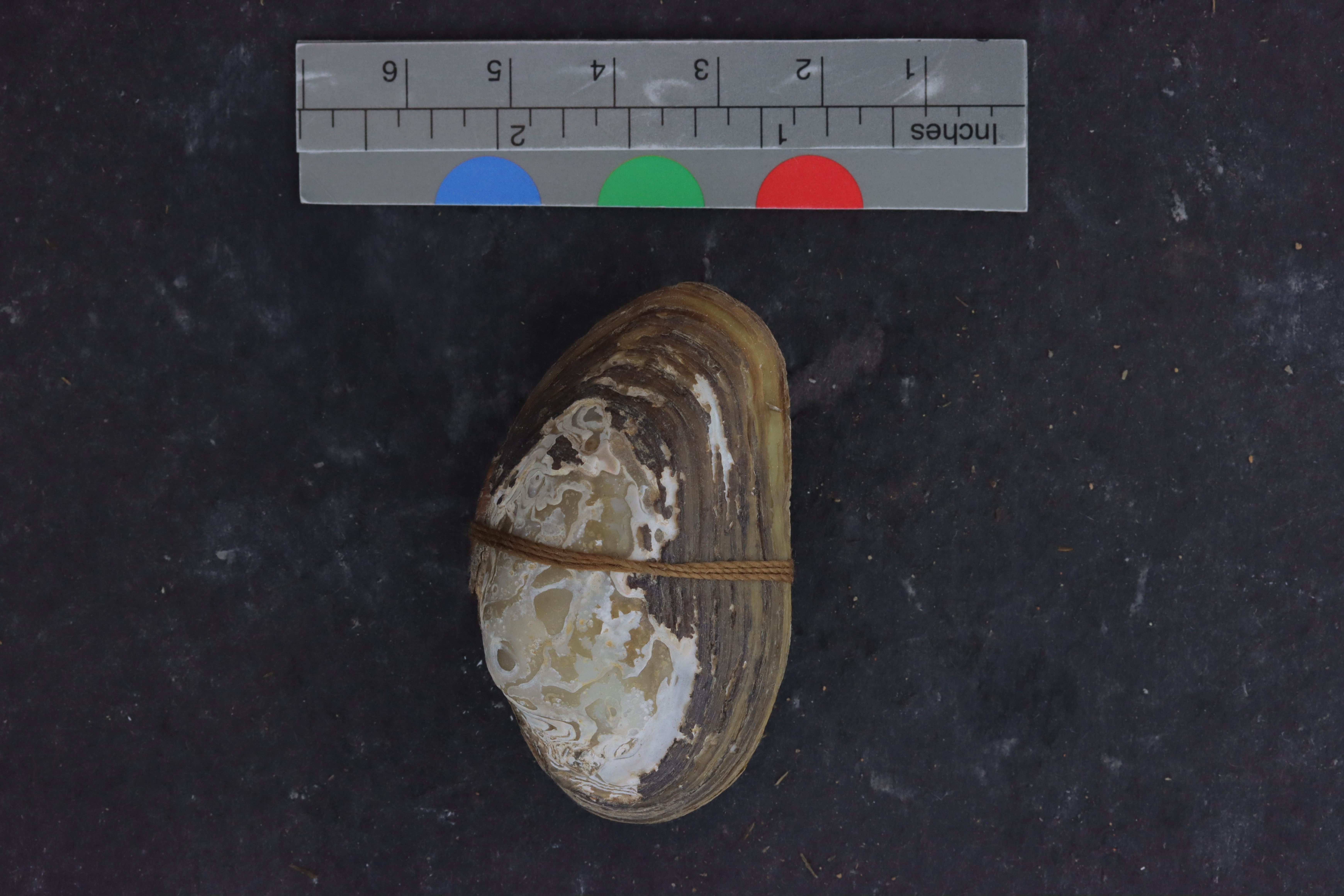 Lasmigona holstonia