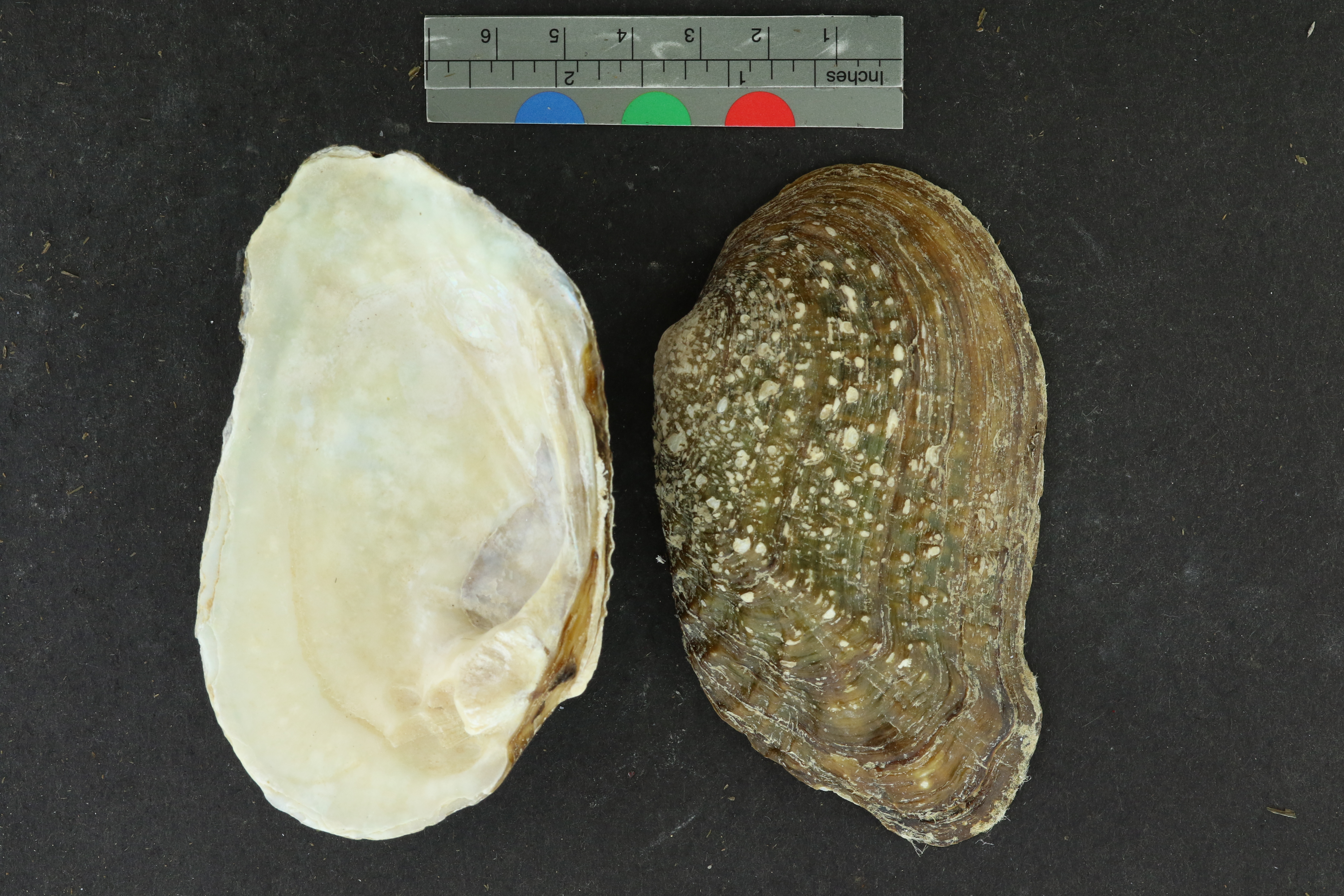 Tritogonia verrucosa