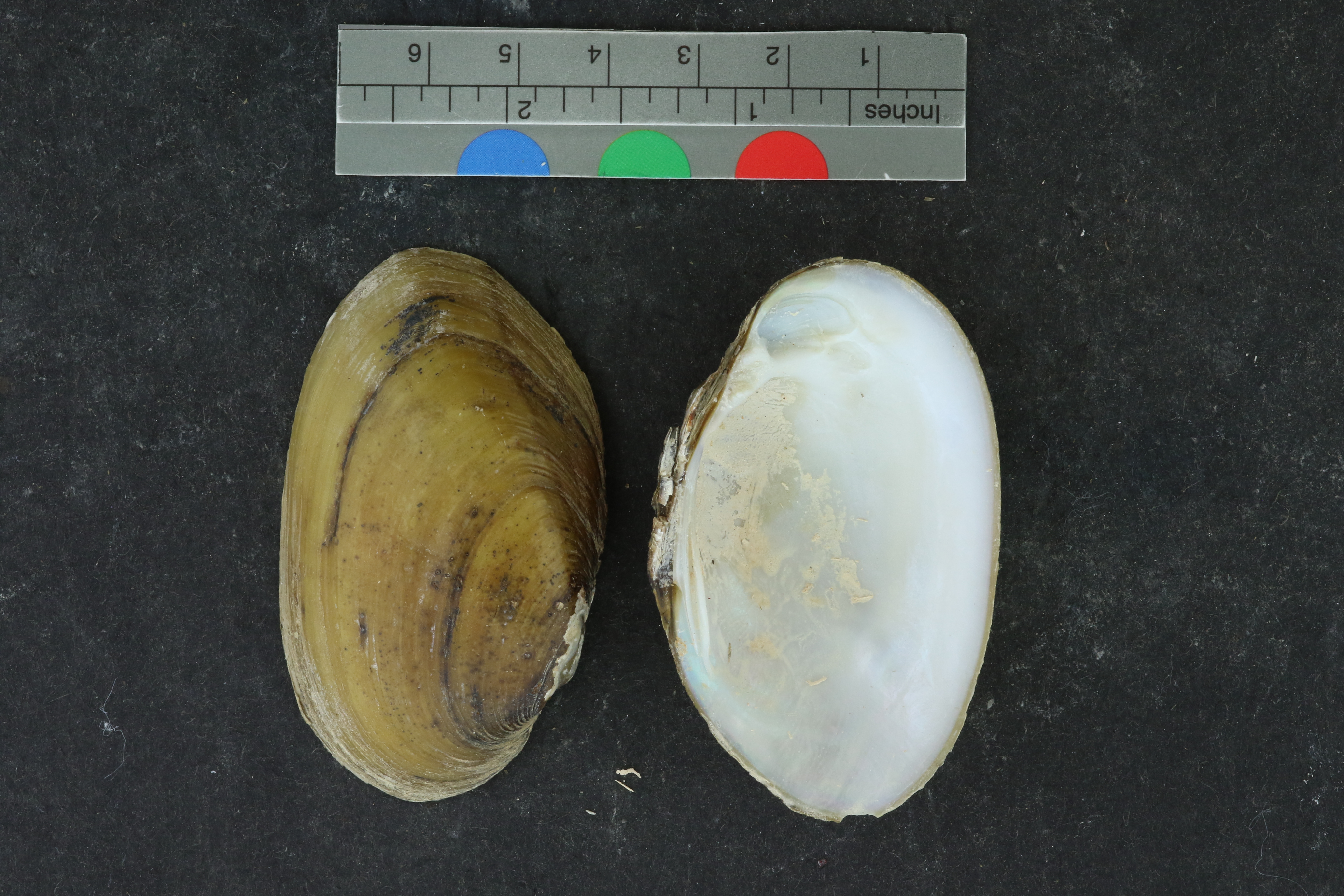 Lampsilis claibornensis