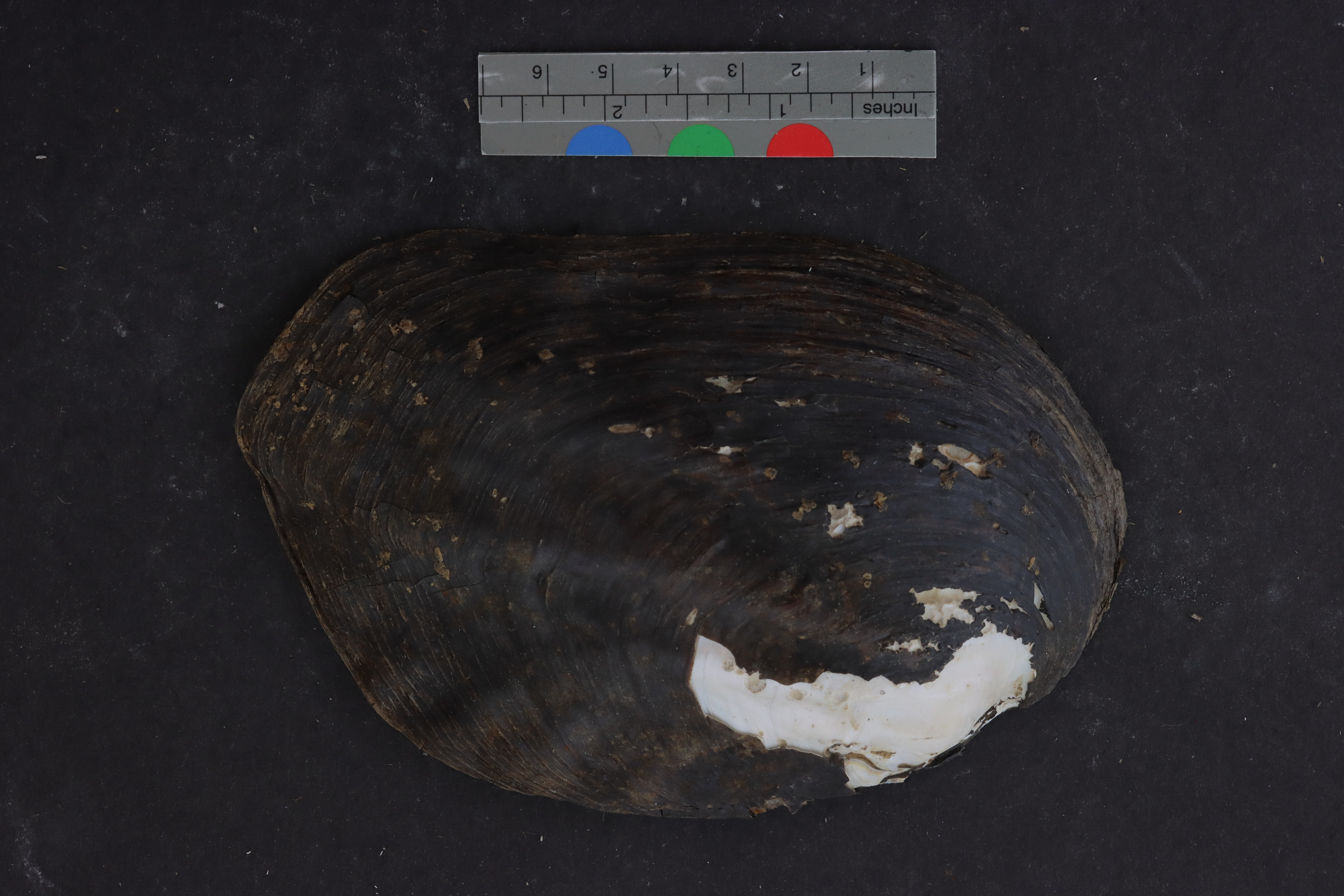 Specimen media