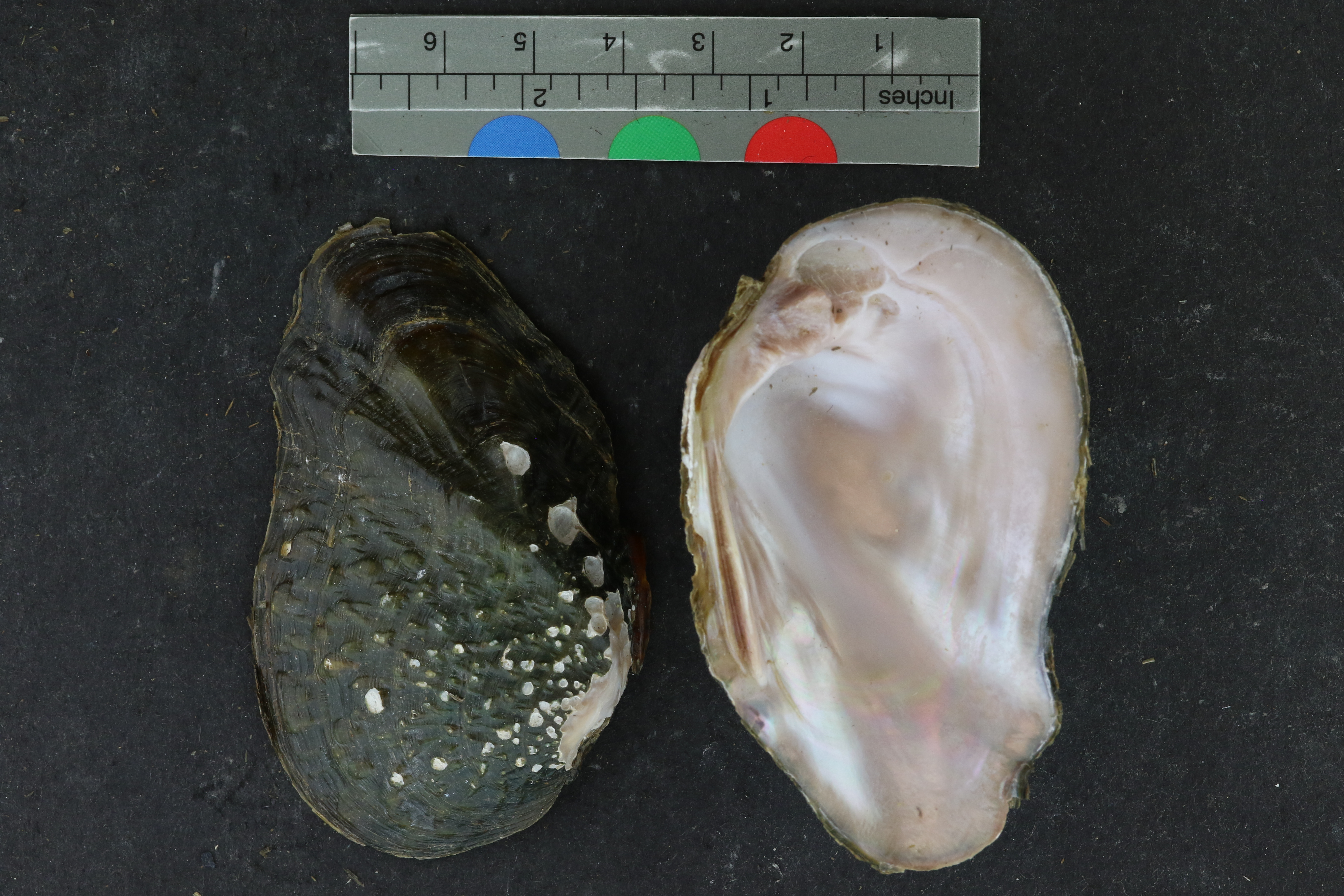 Specimen media
