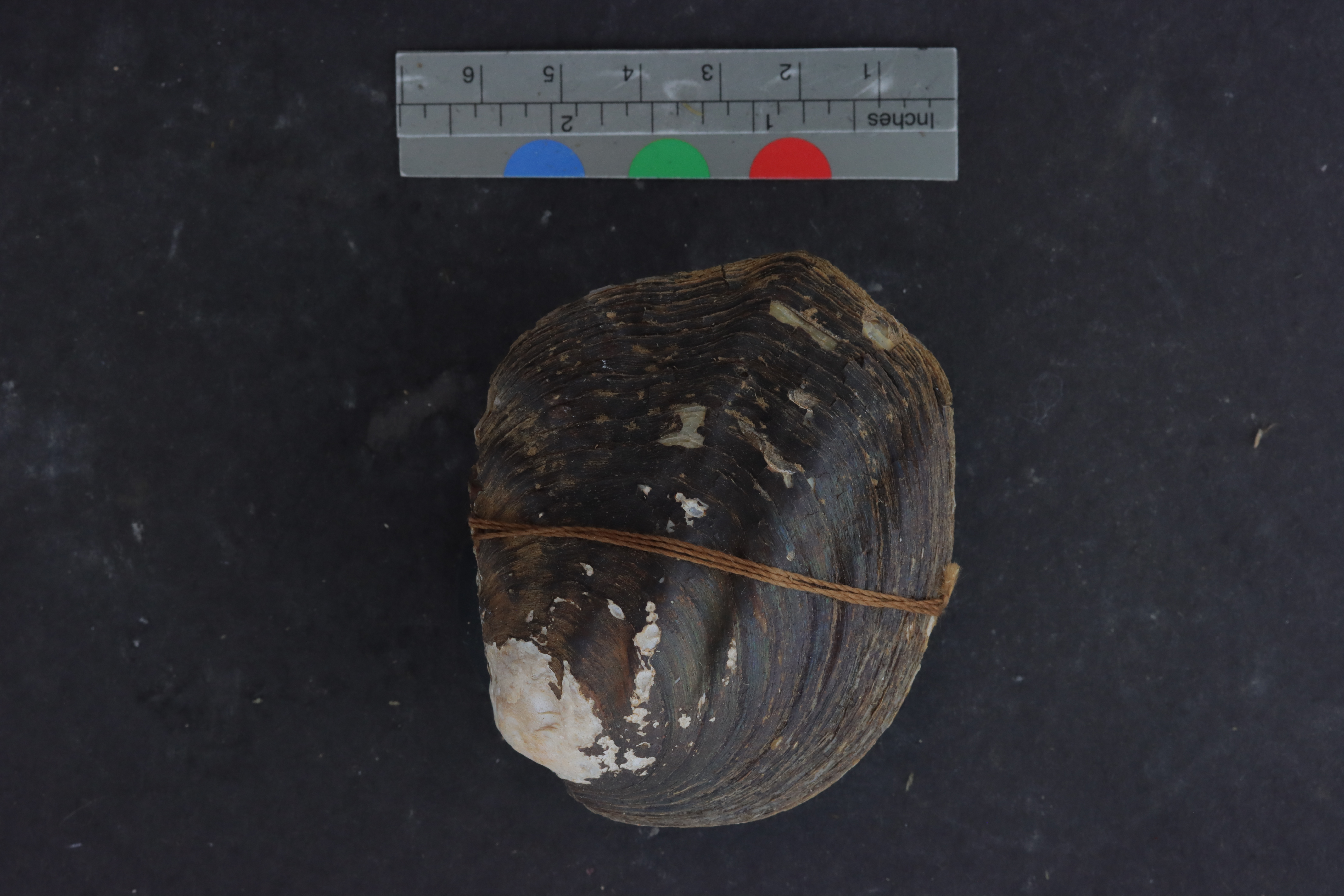 Quadrula perplicata
