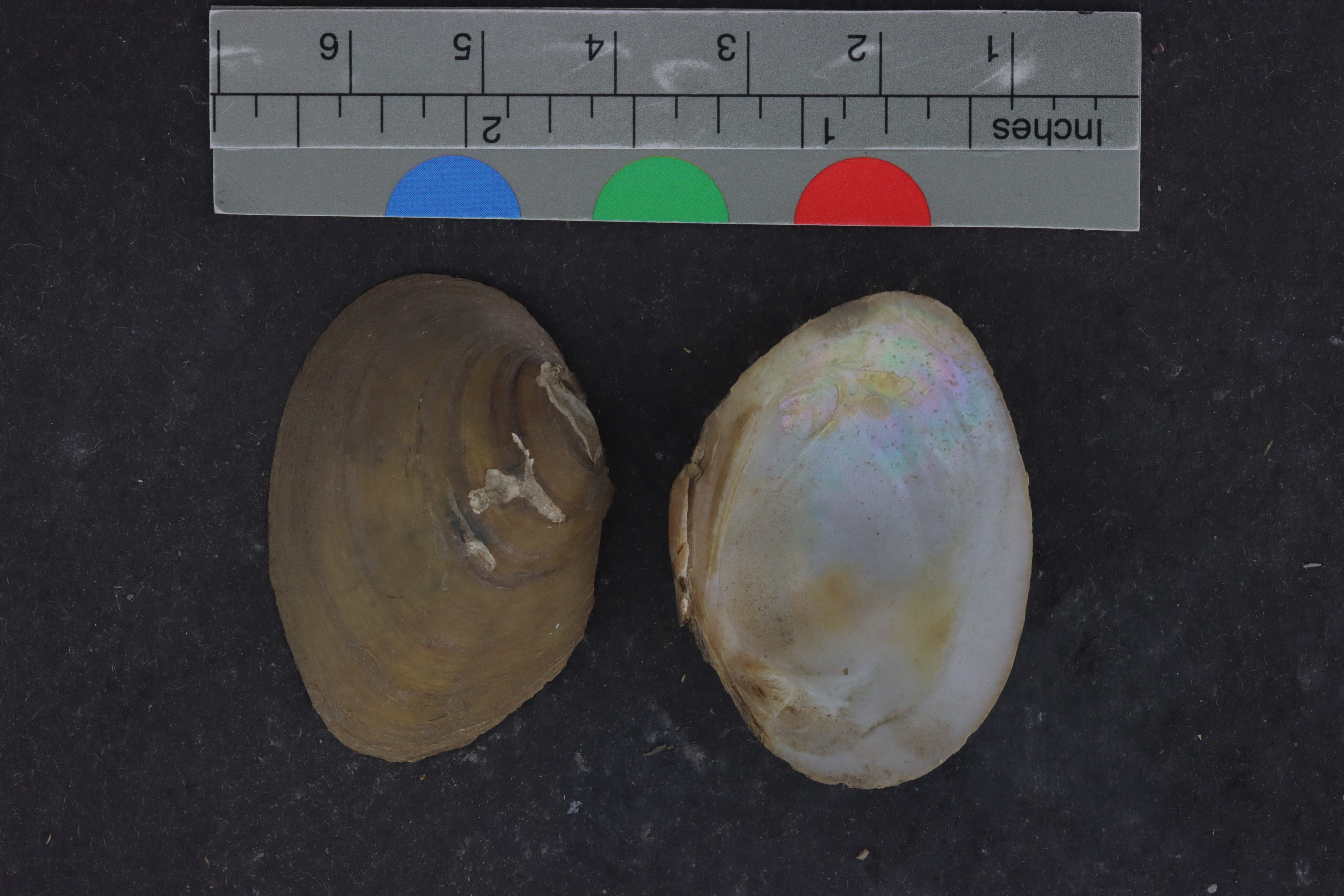 Specimen media