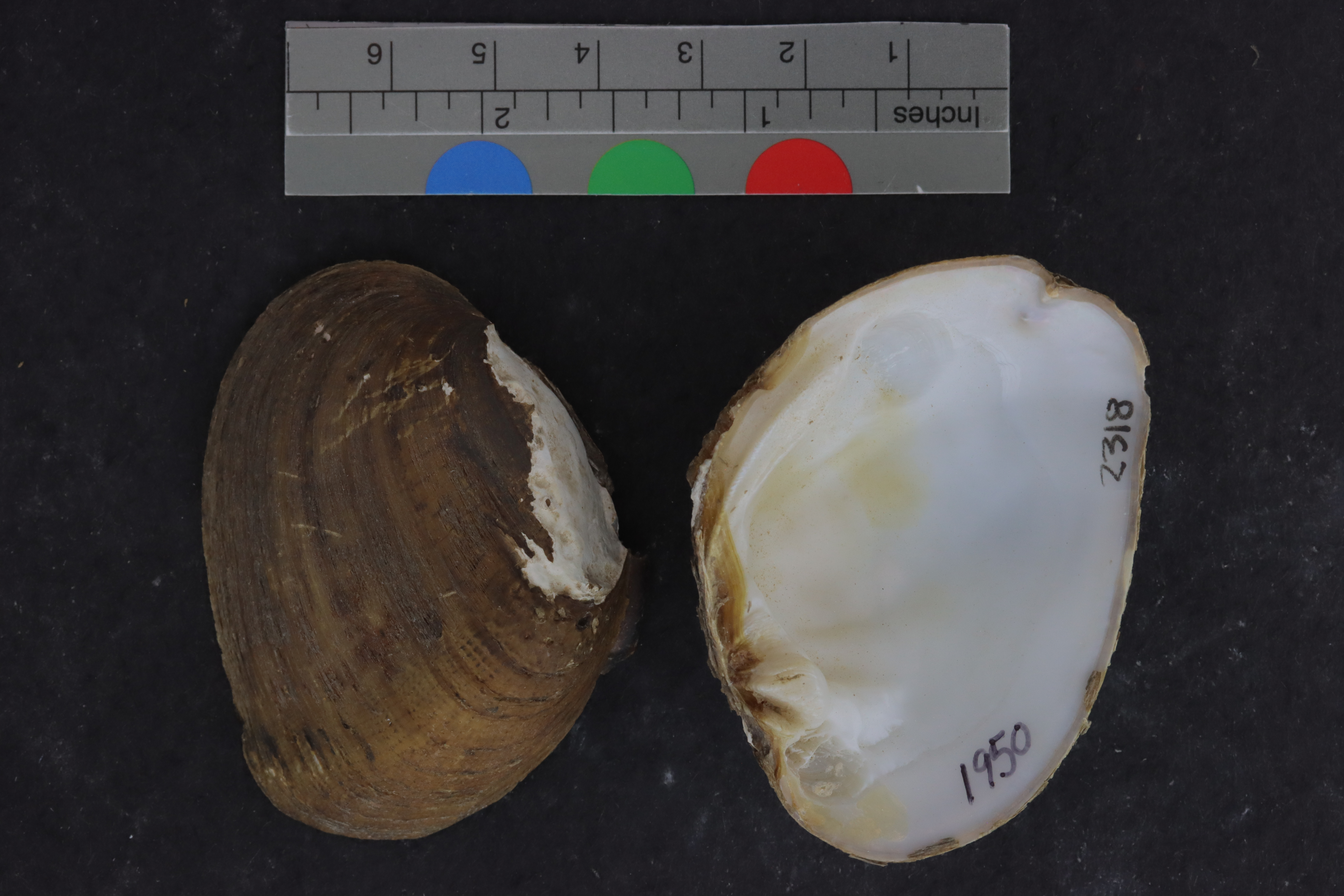 Specimen media
