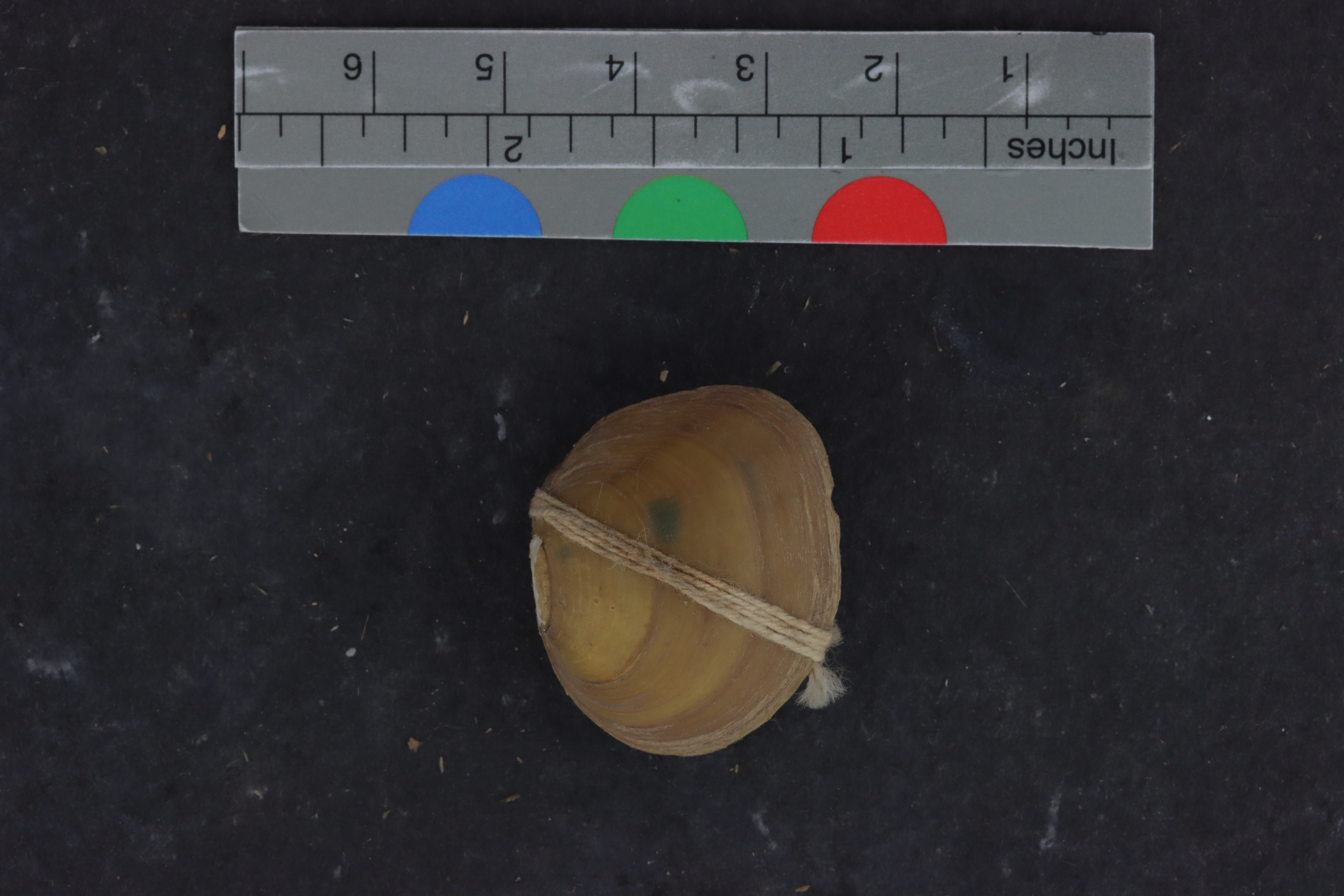 Specimen media