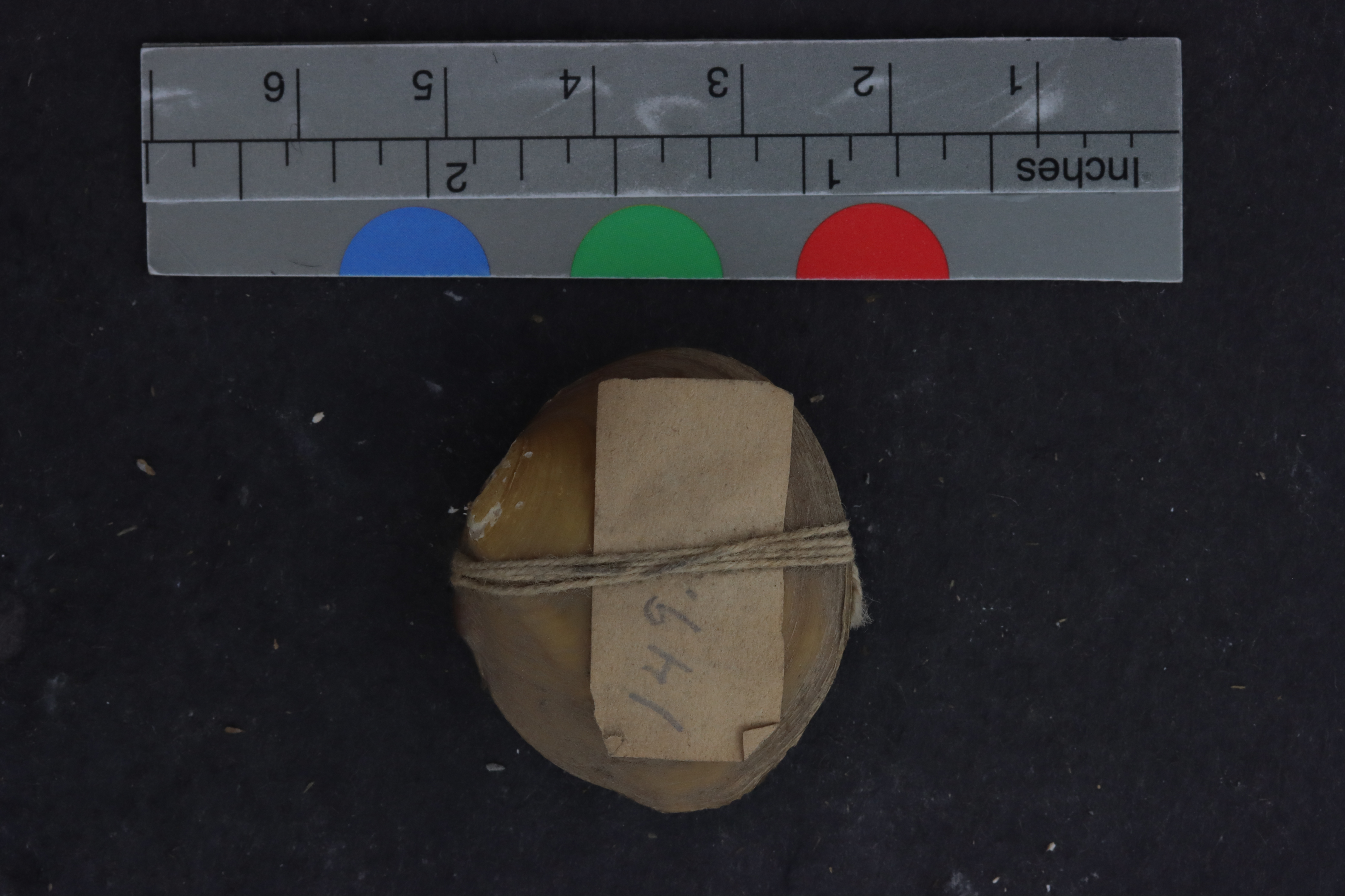 Specimen media