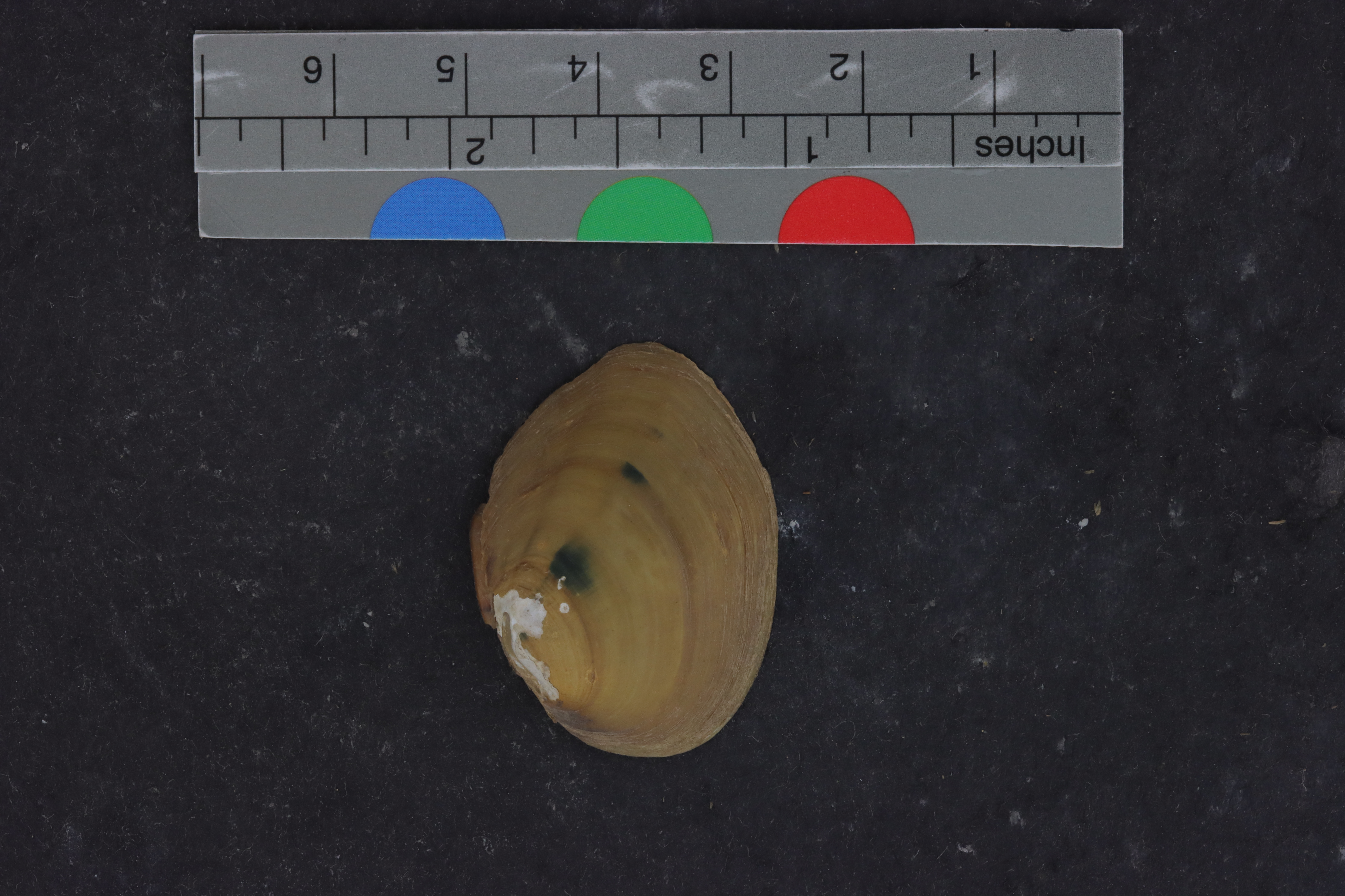 Pleurobema irrasum