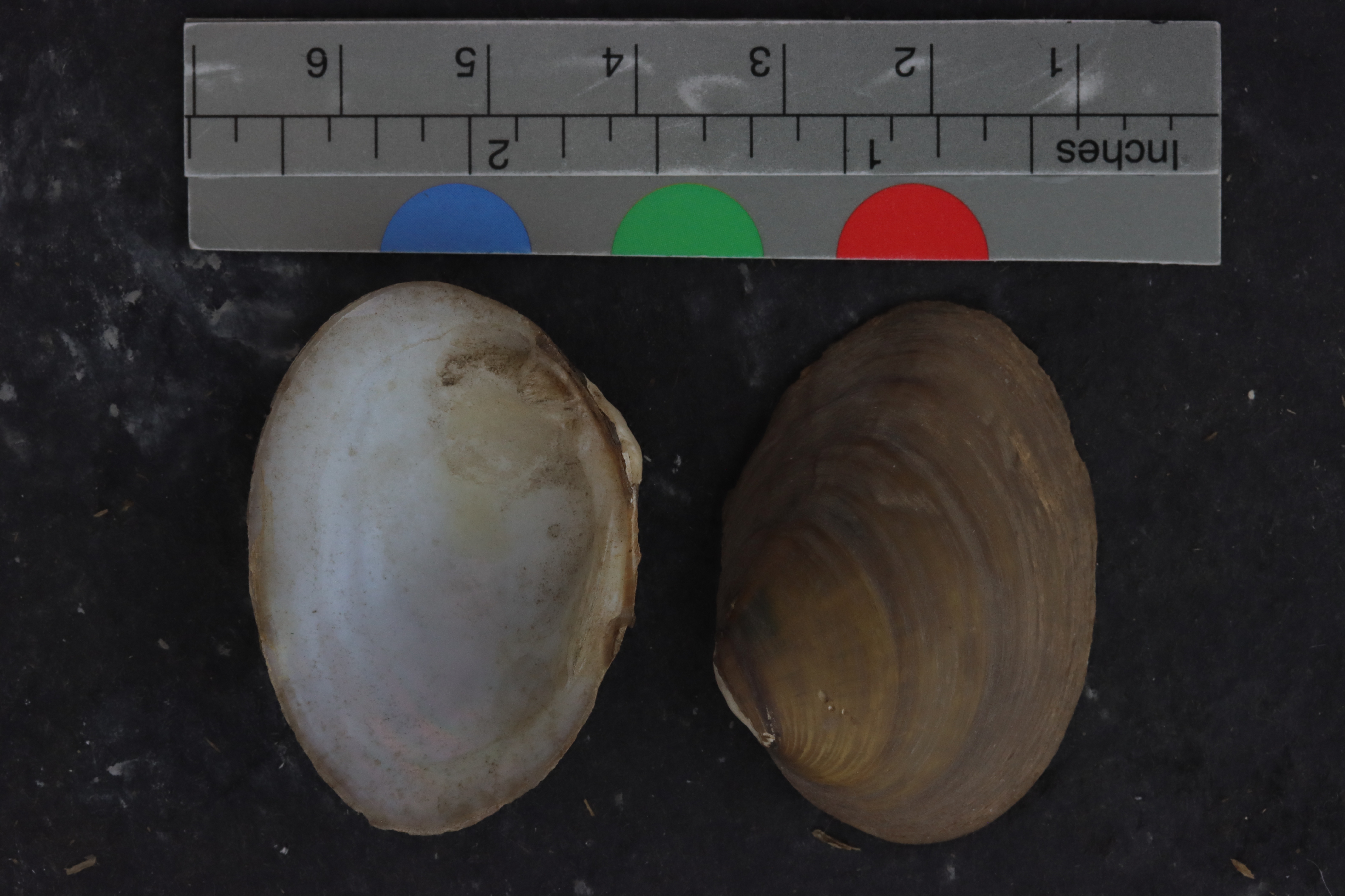 Specimen media