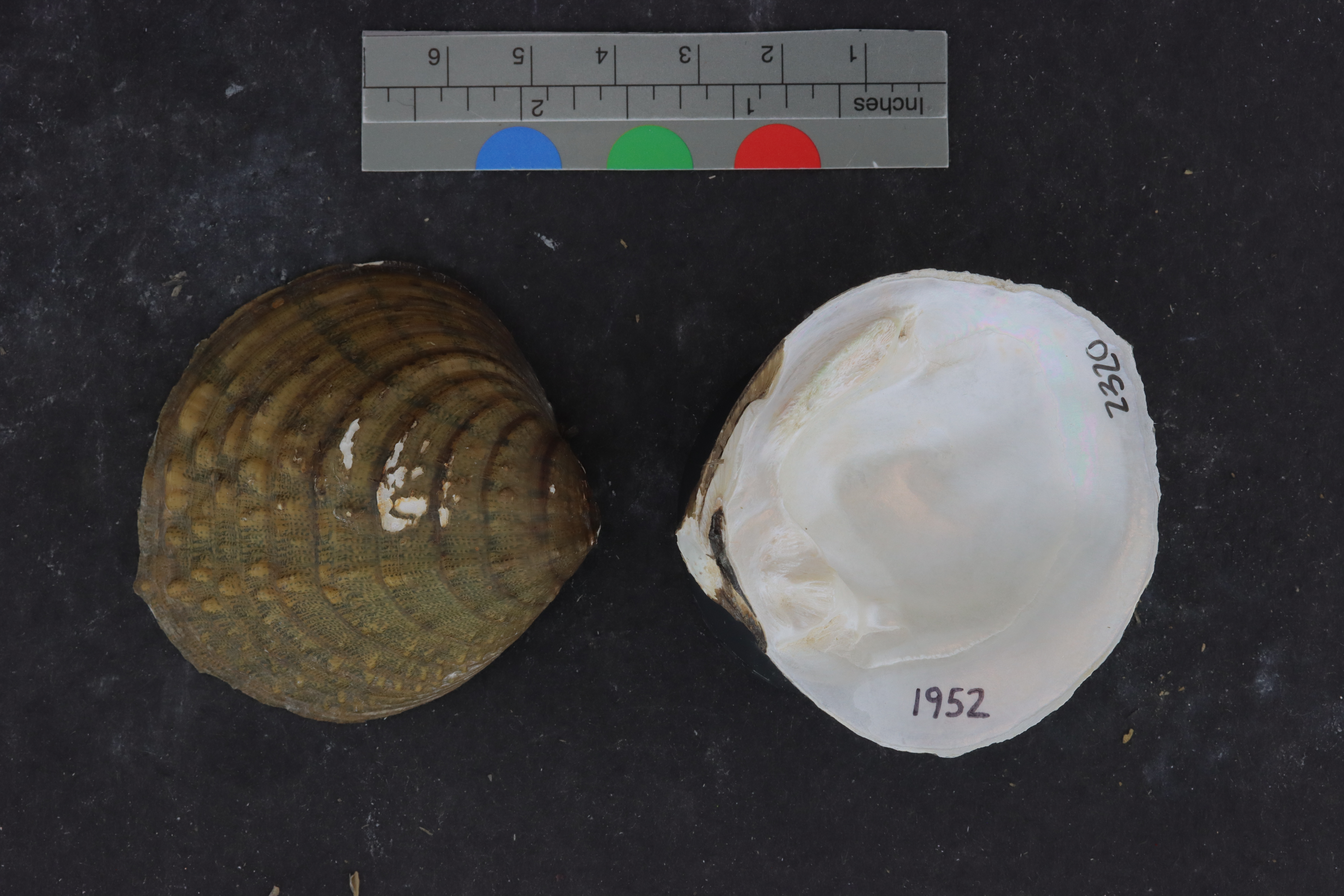 Cyprogenia stegaria