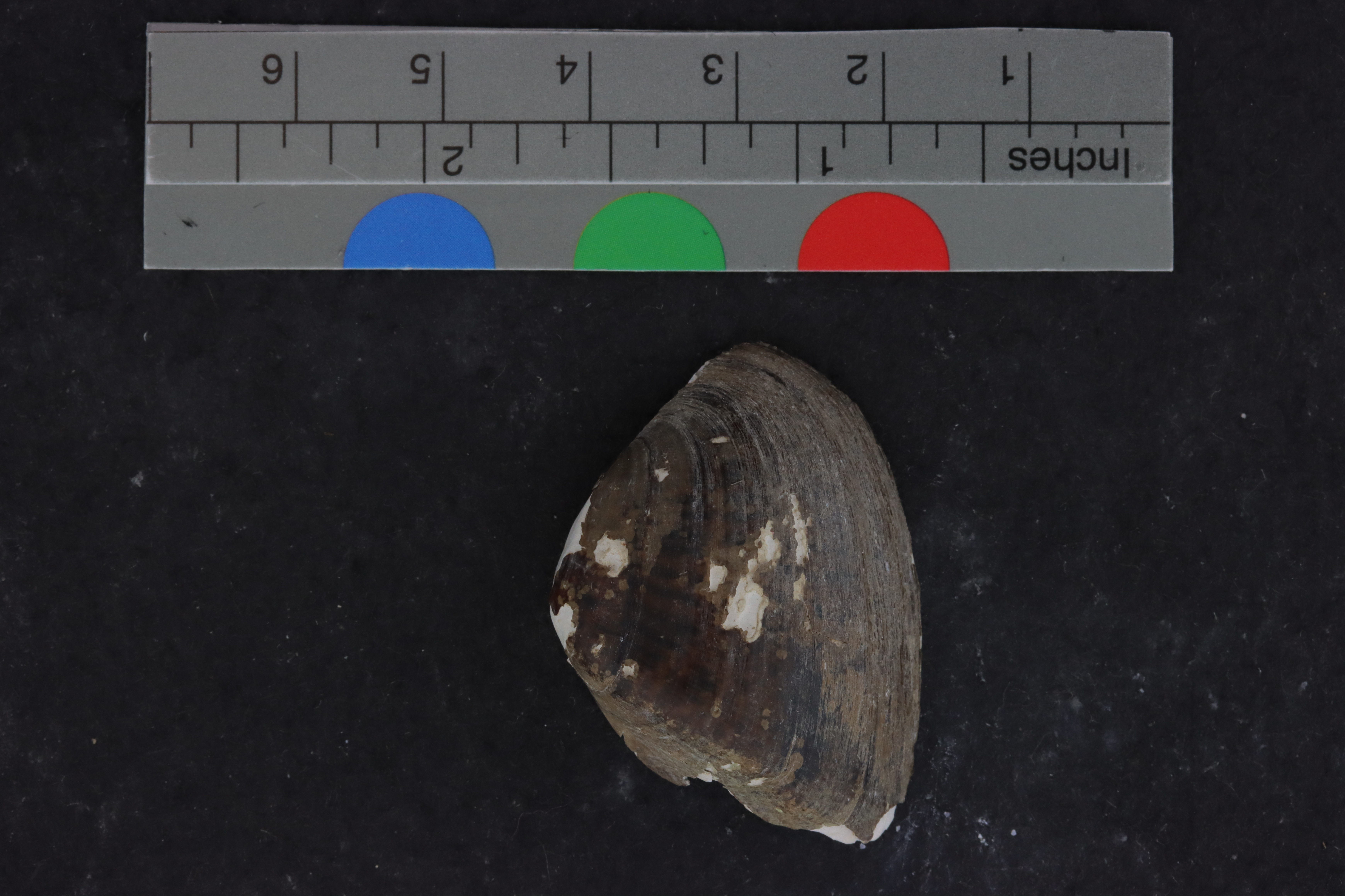 Epioblasma triquetra