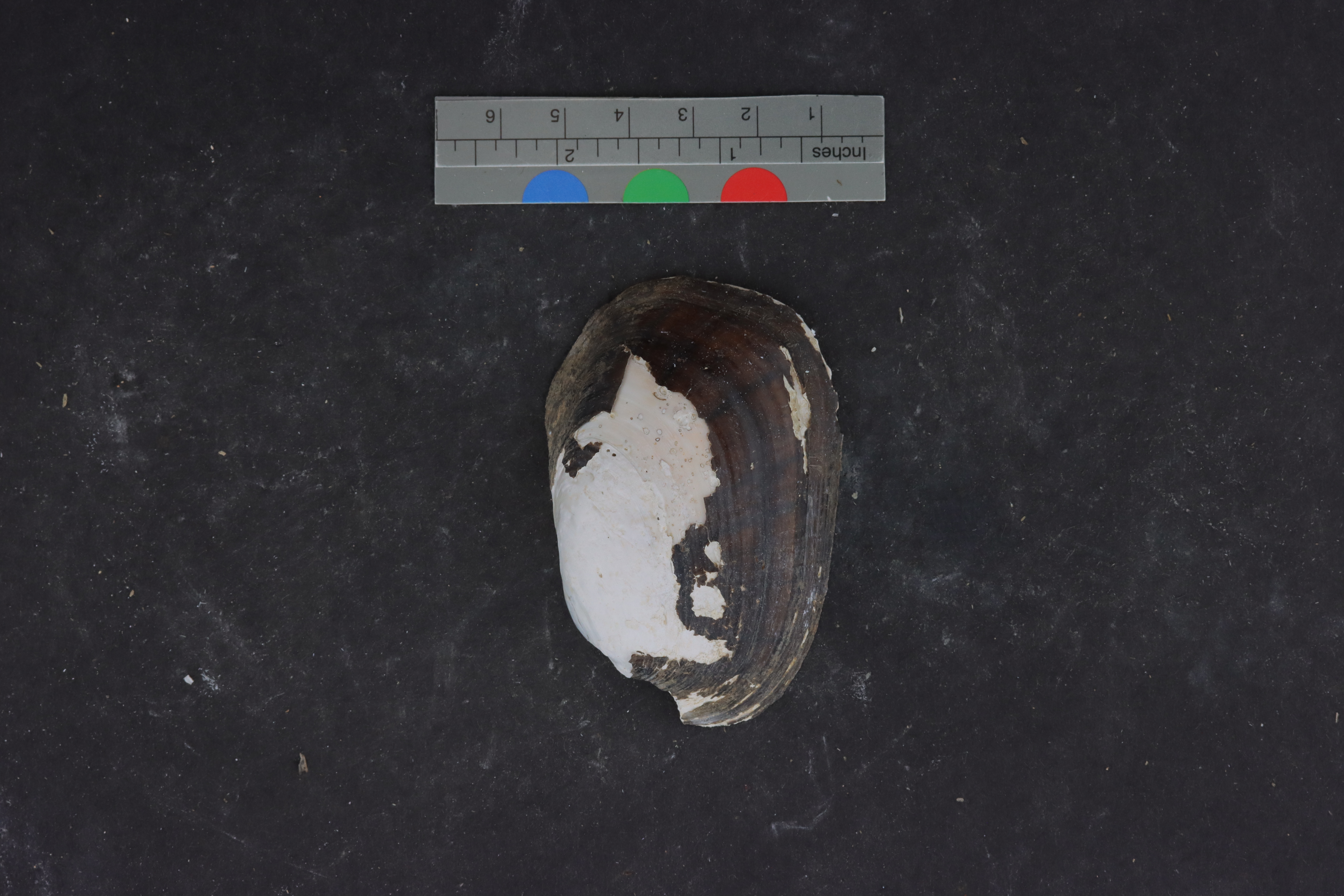 Lampsilis siliquoidea