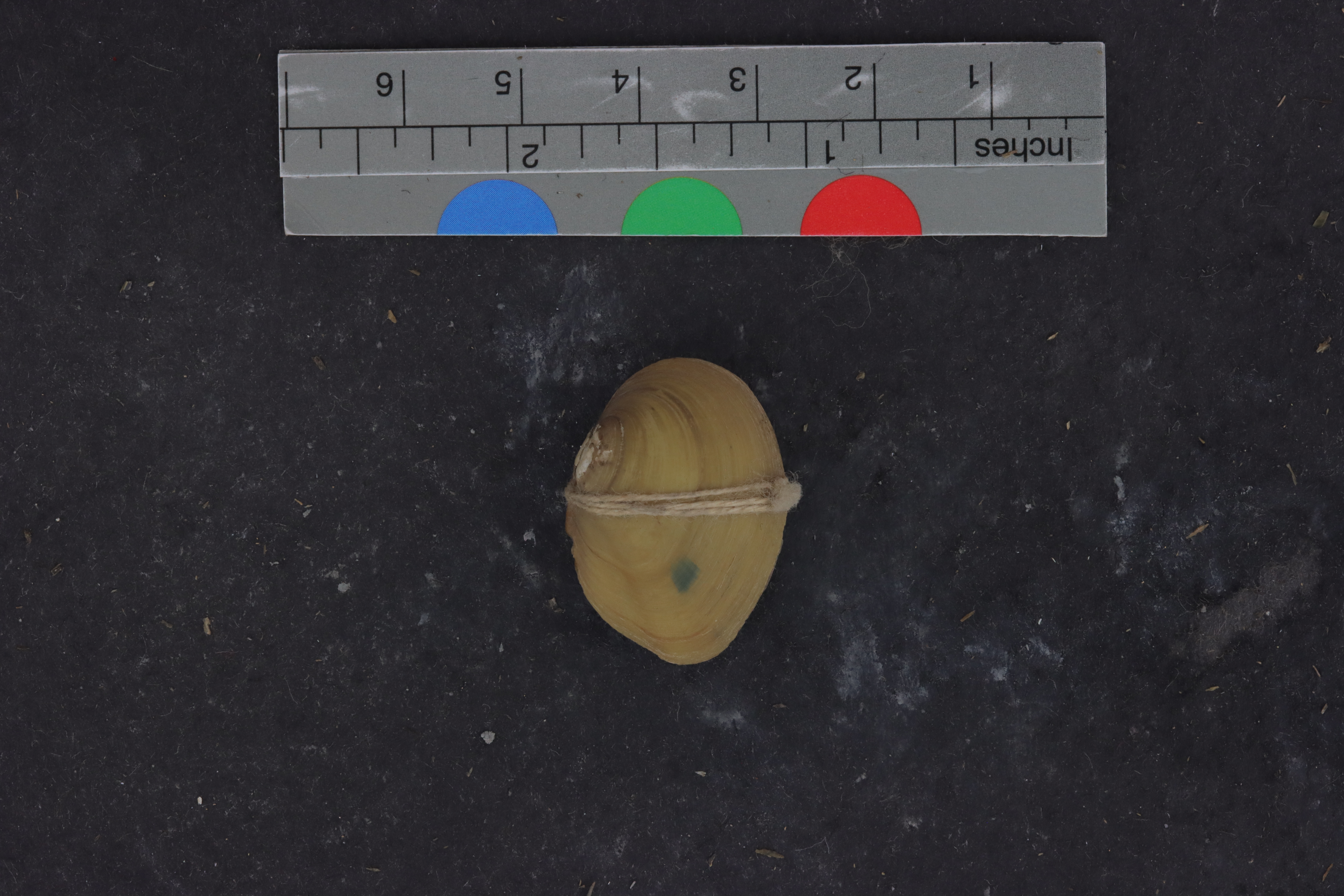 Specimen media