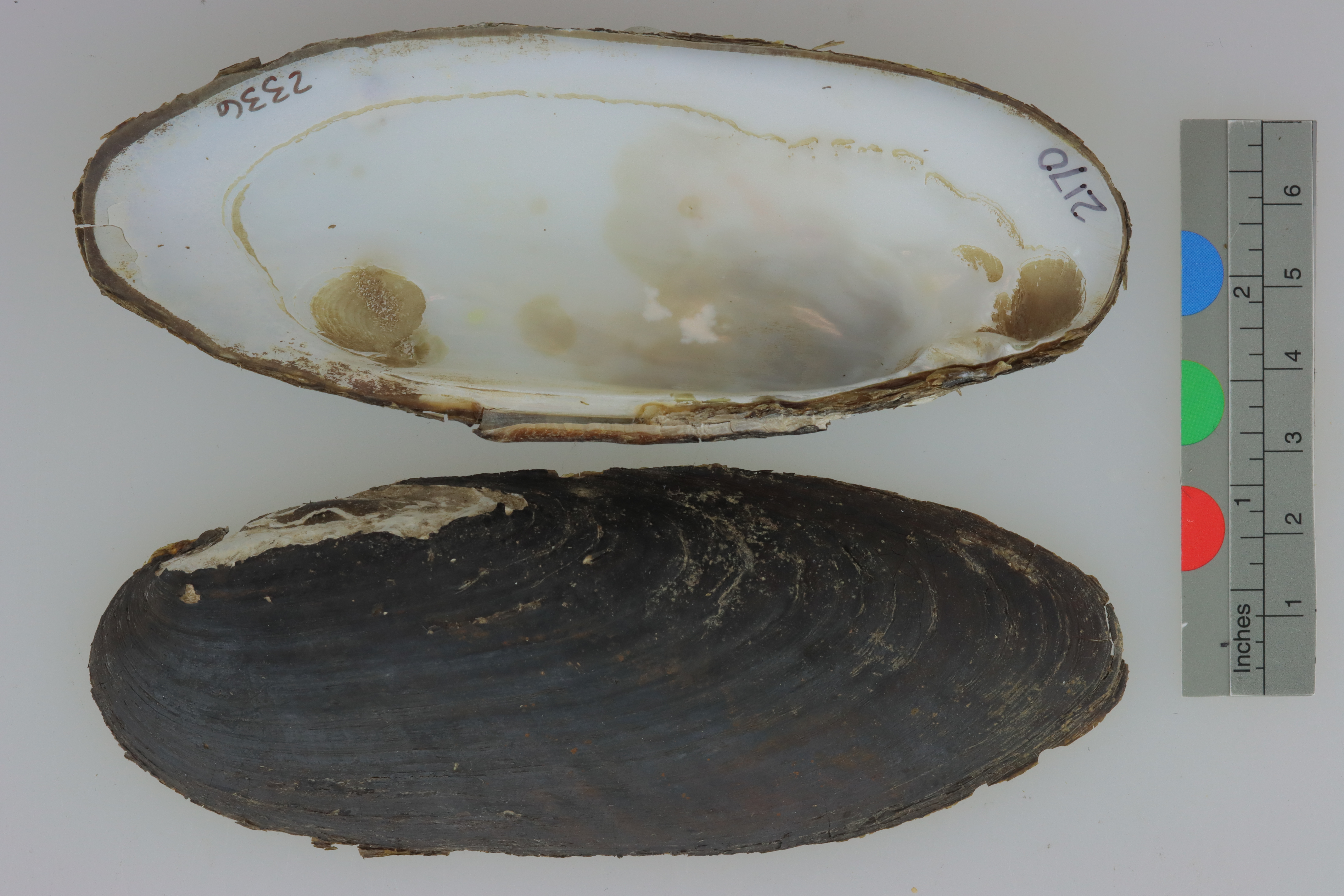 Specimen media