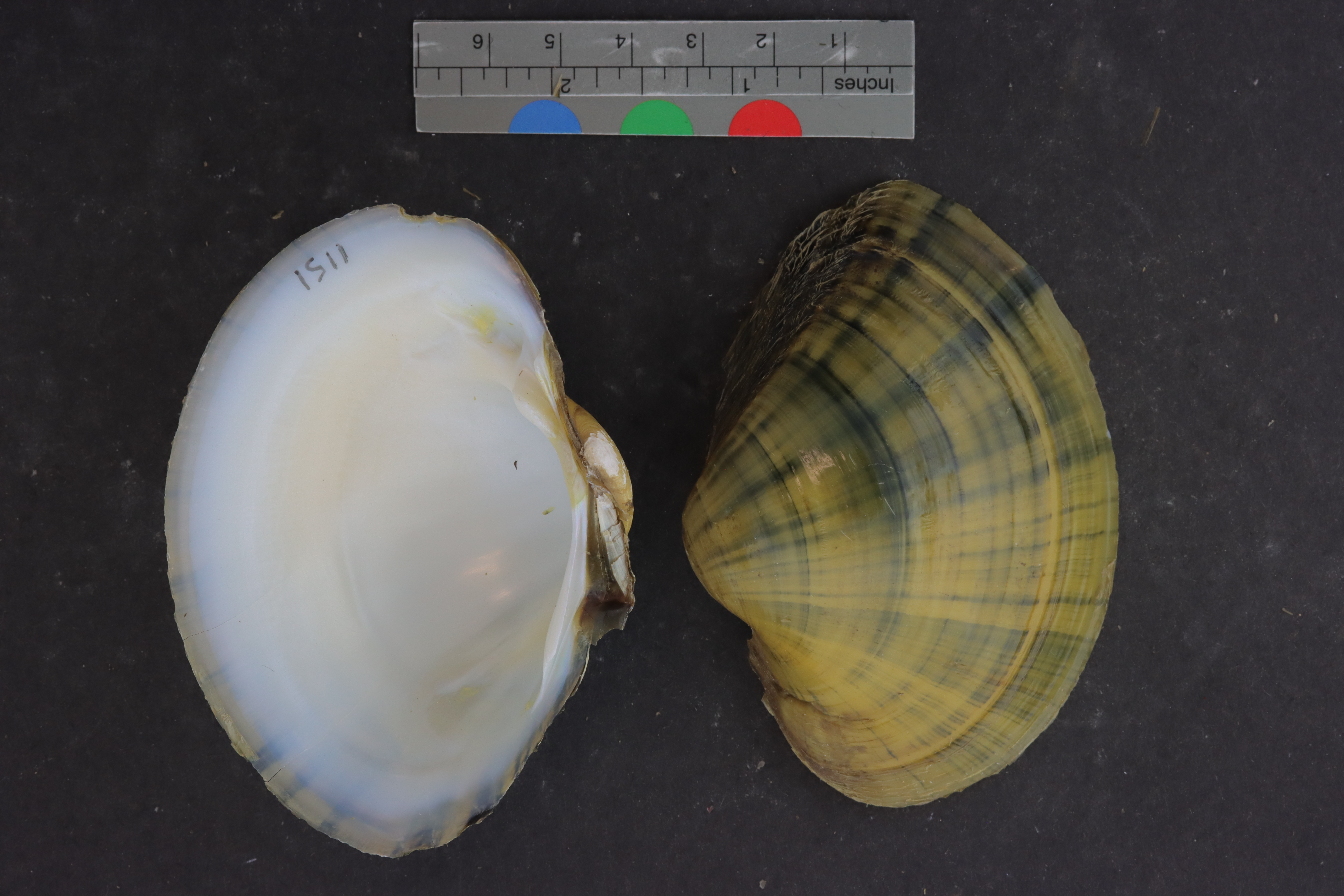 Specimen media