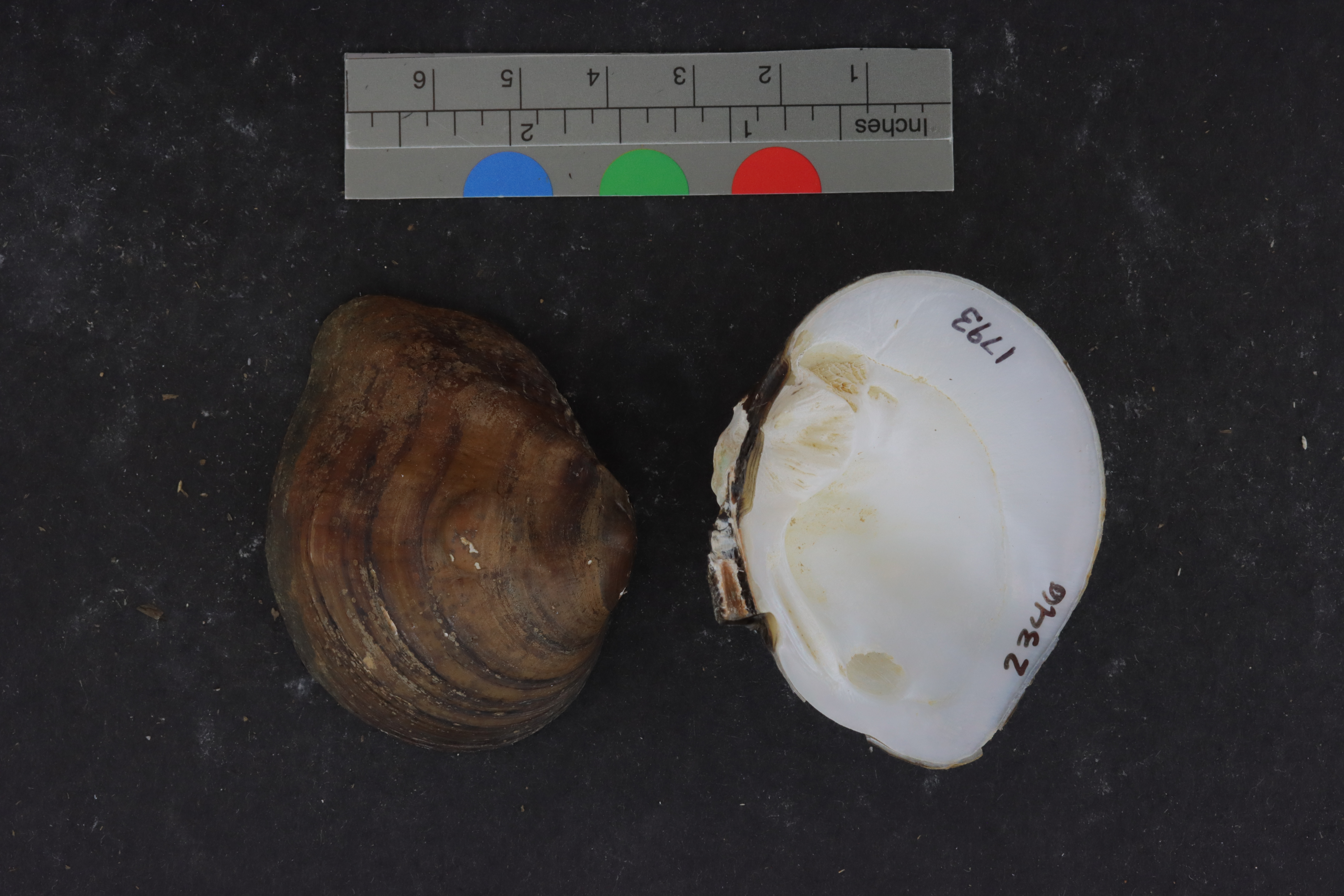 Obliquaria reflexa