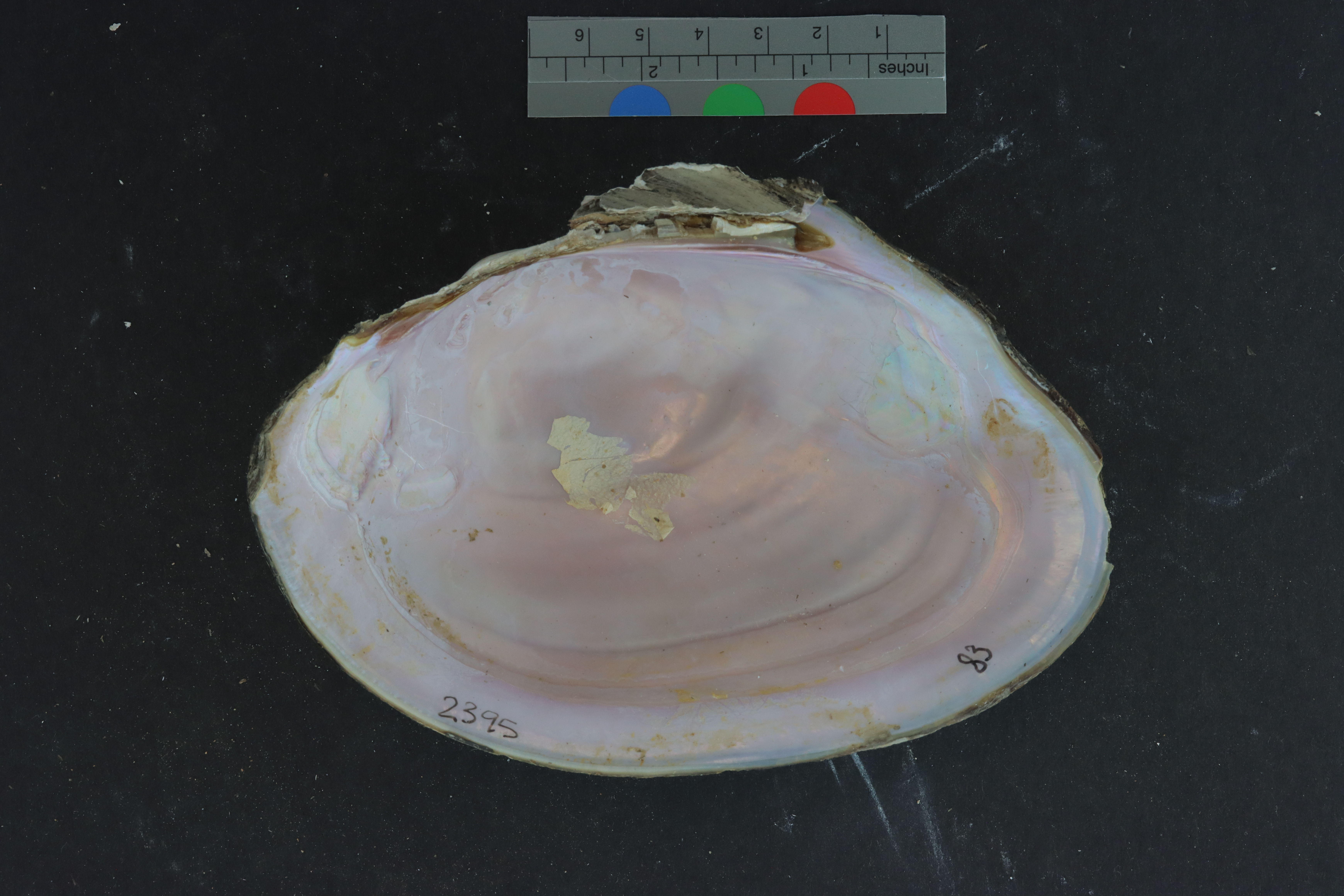 Potamilus ohiensis