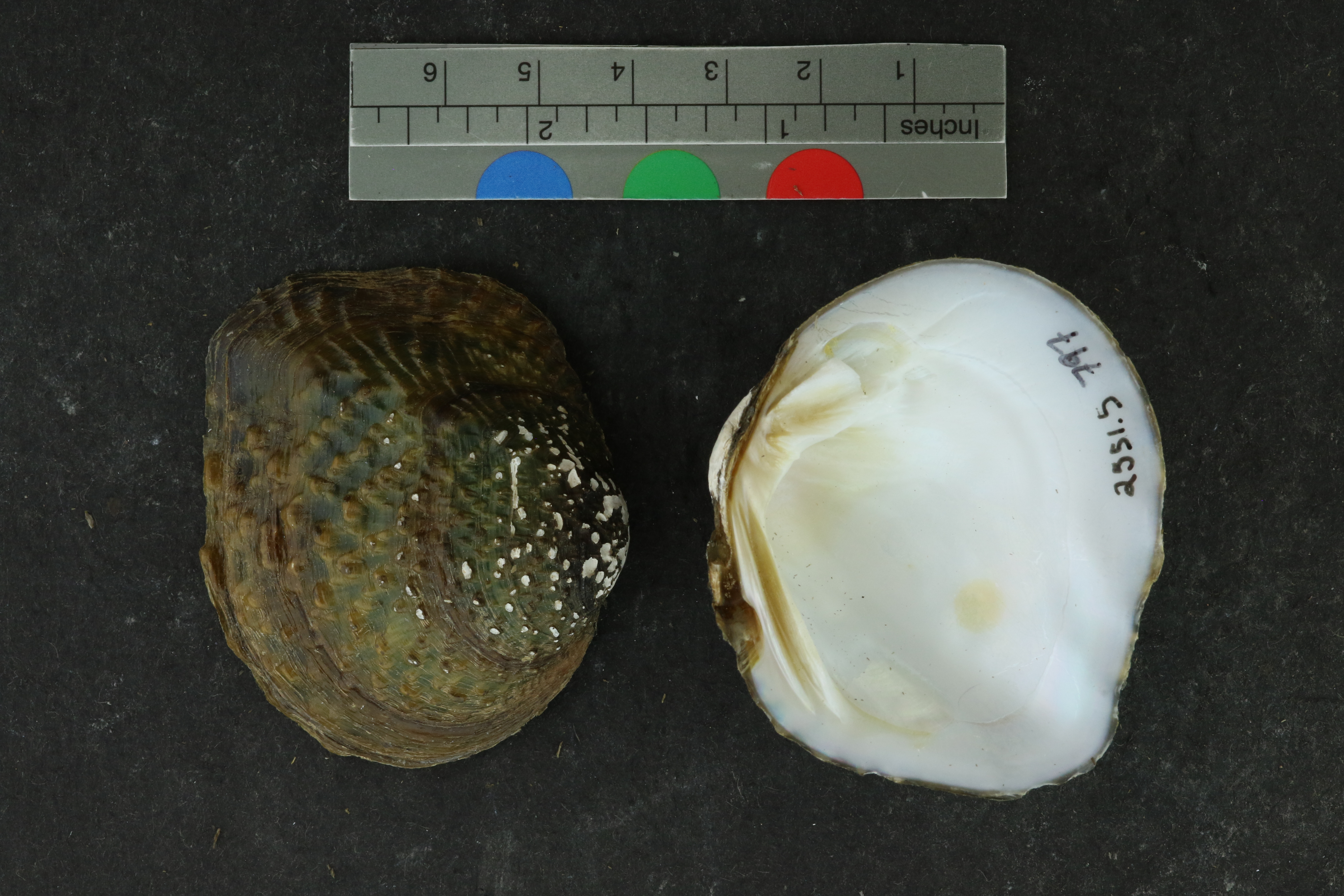 Quadrula apiculata