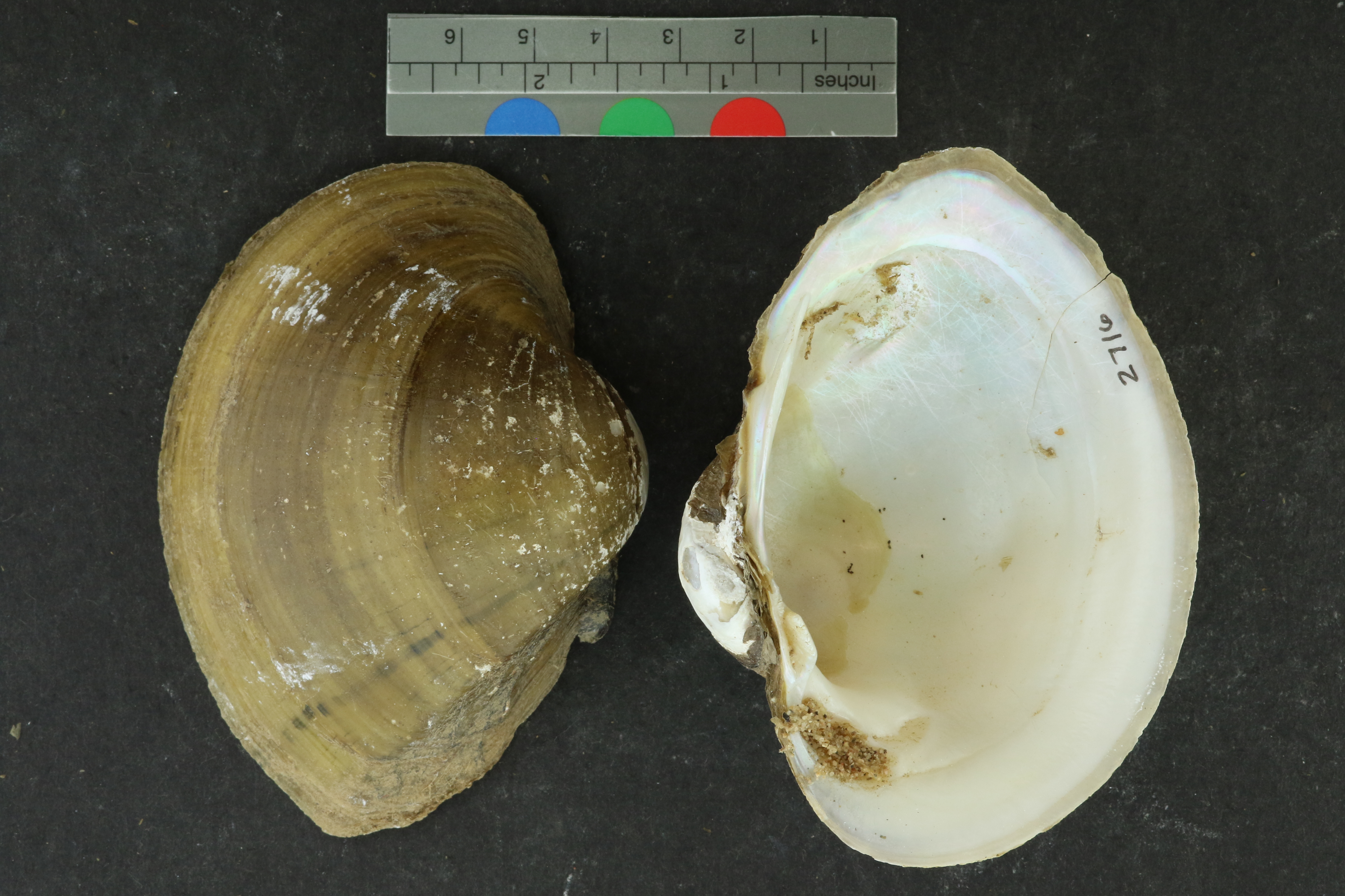 Specimen media