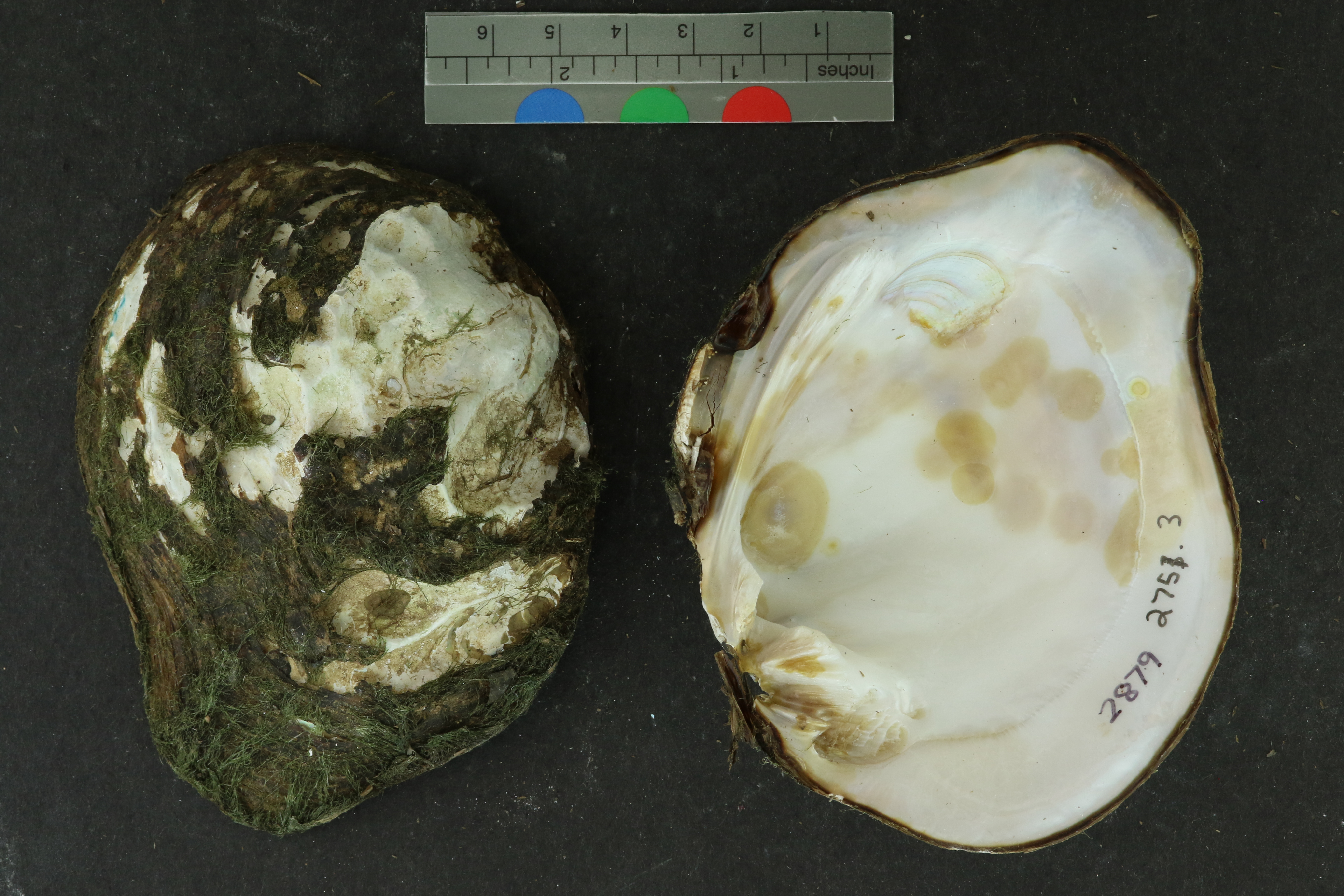 Quadrula apiculata