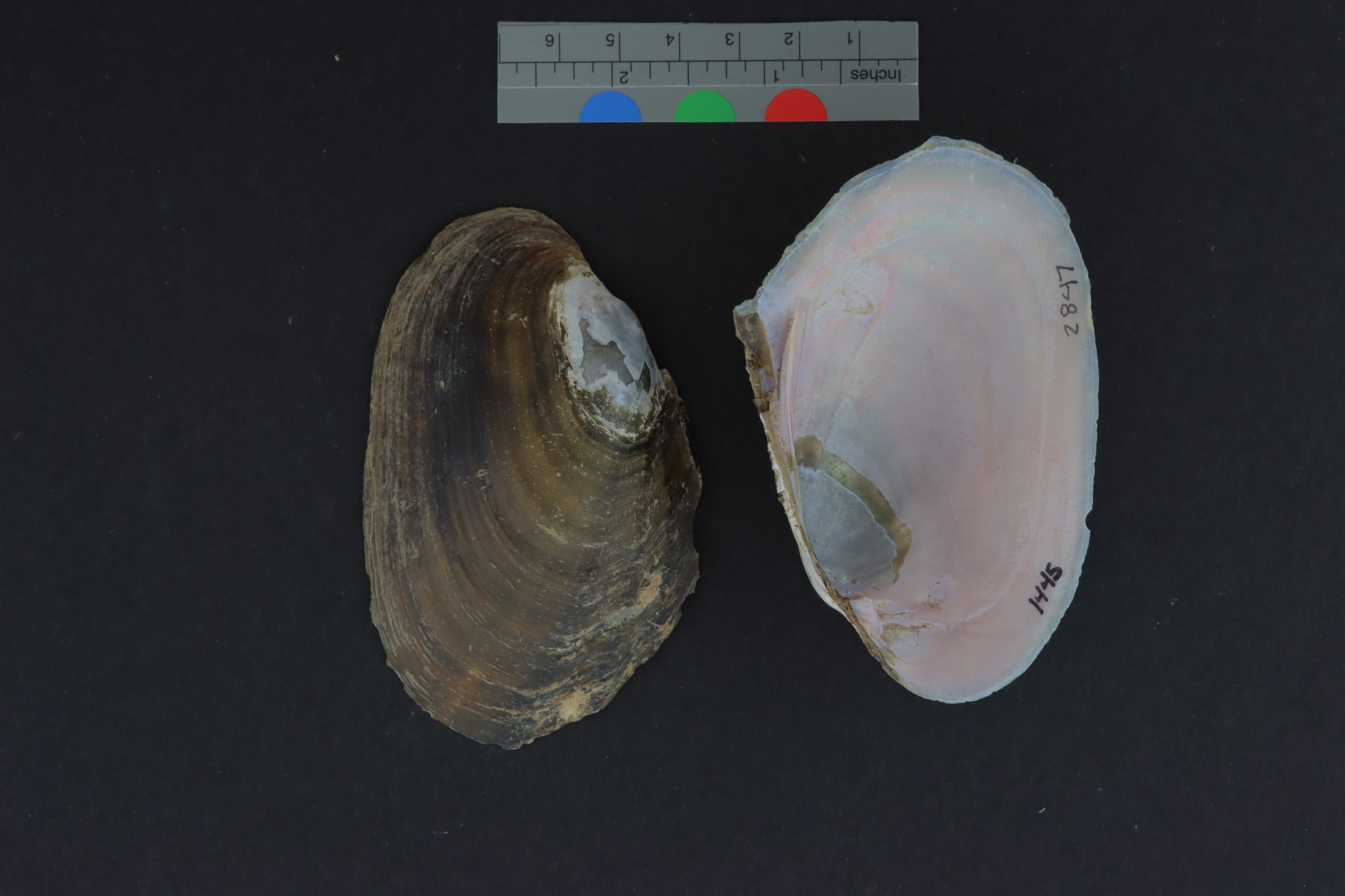 Potamilus purpuratus