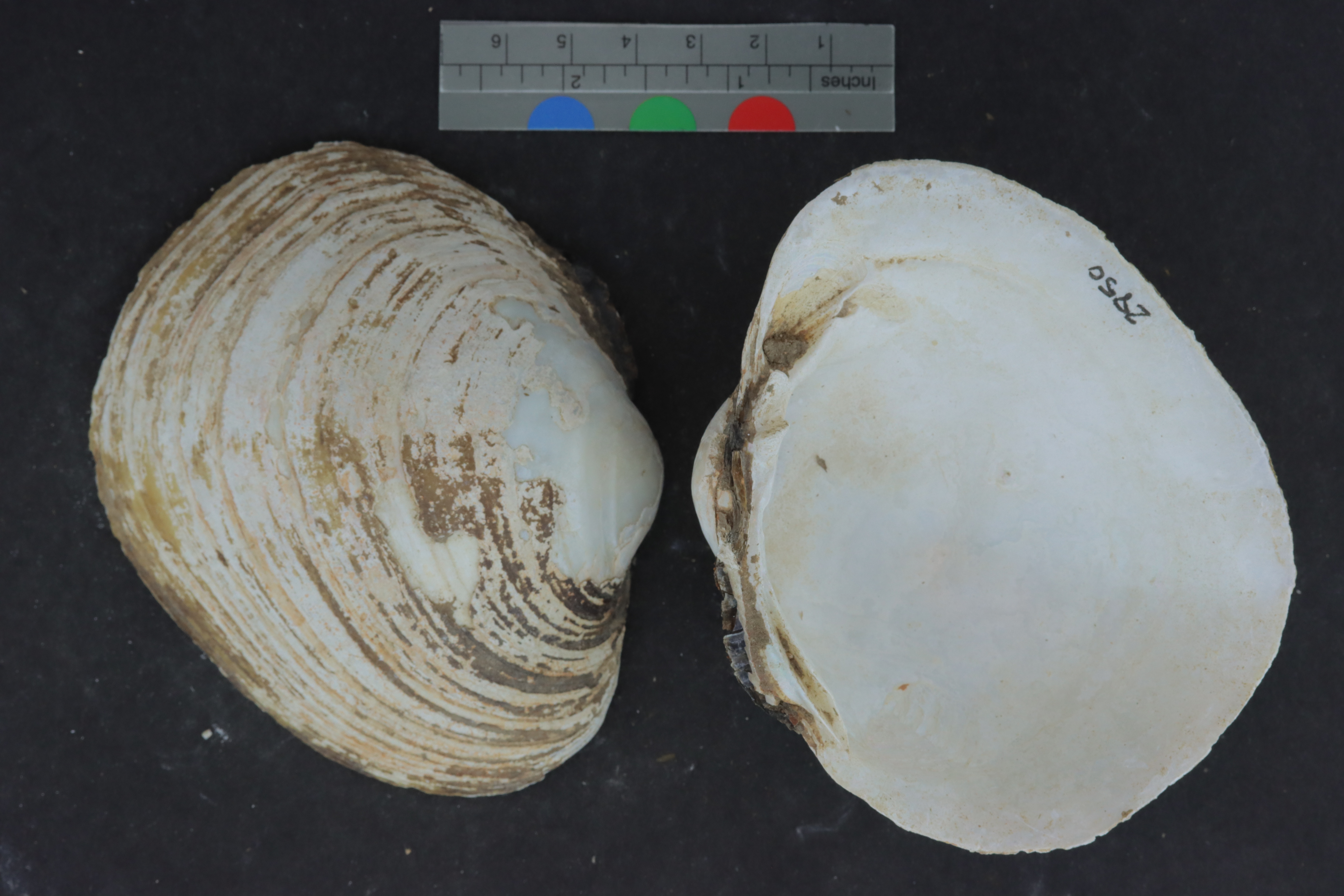 Lampsilis abrupta