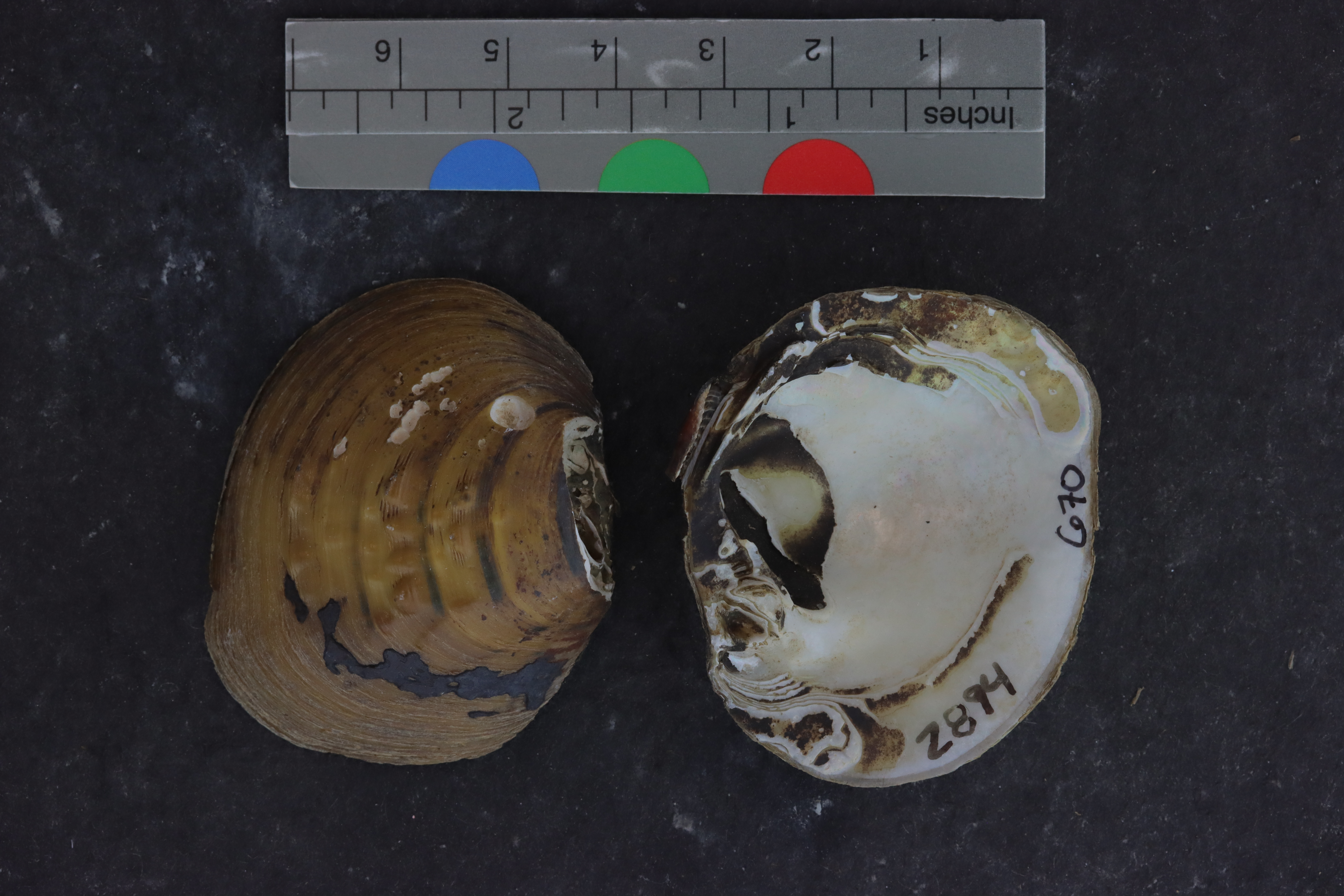 Quadrula asperata