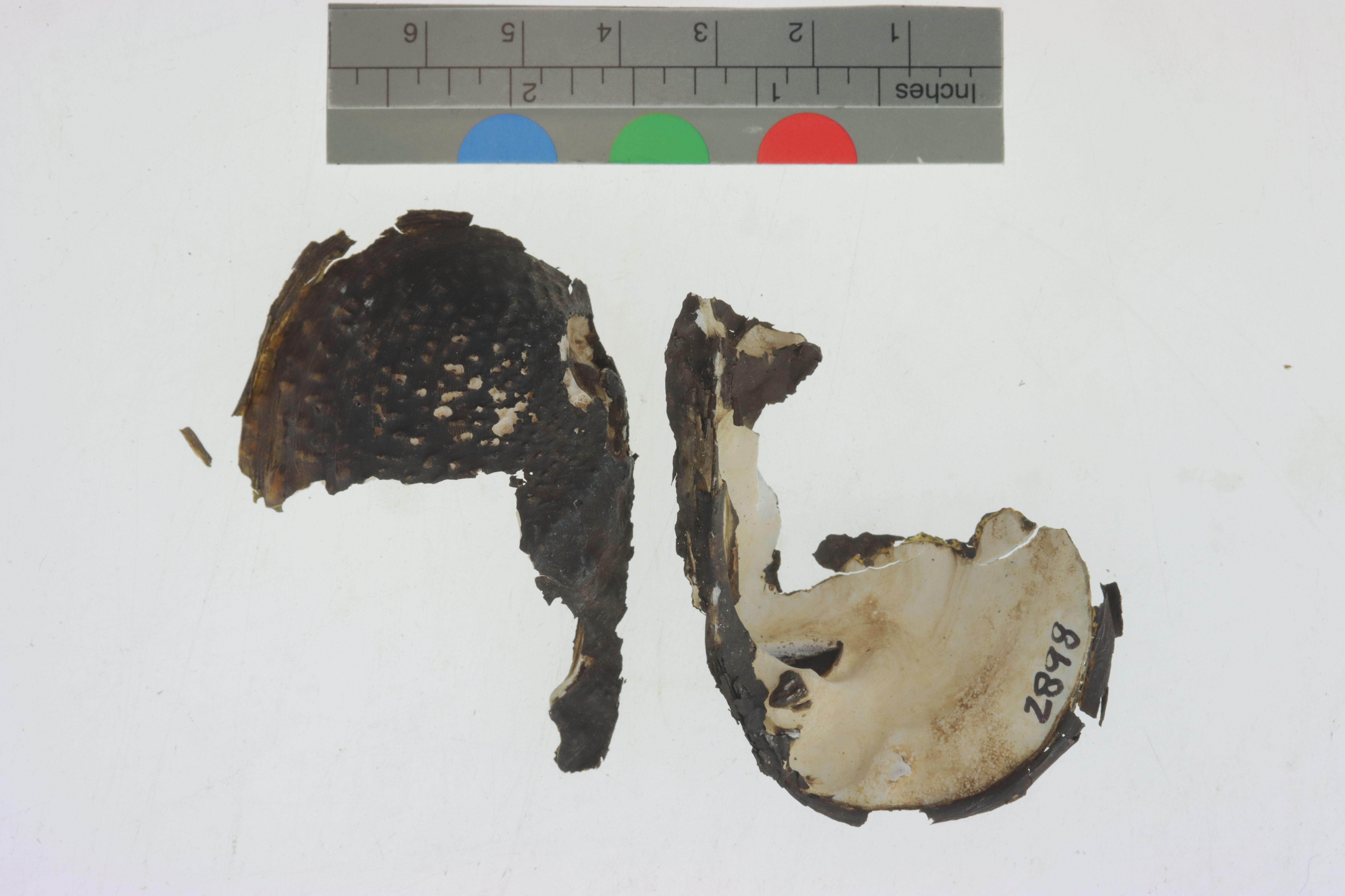 Quadrula asperata