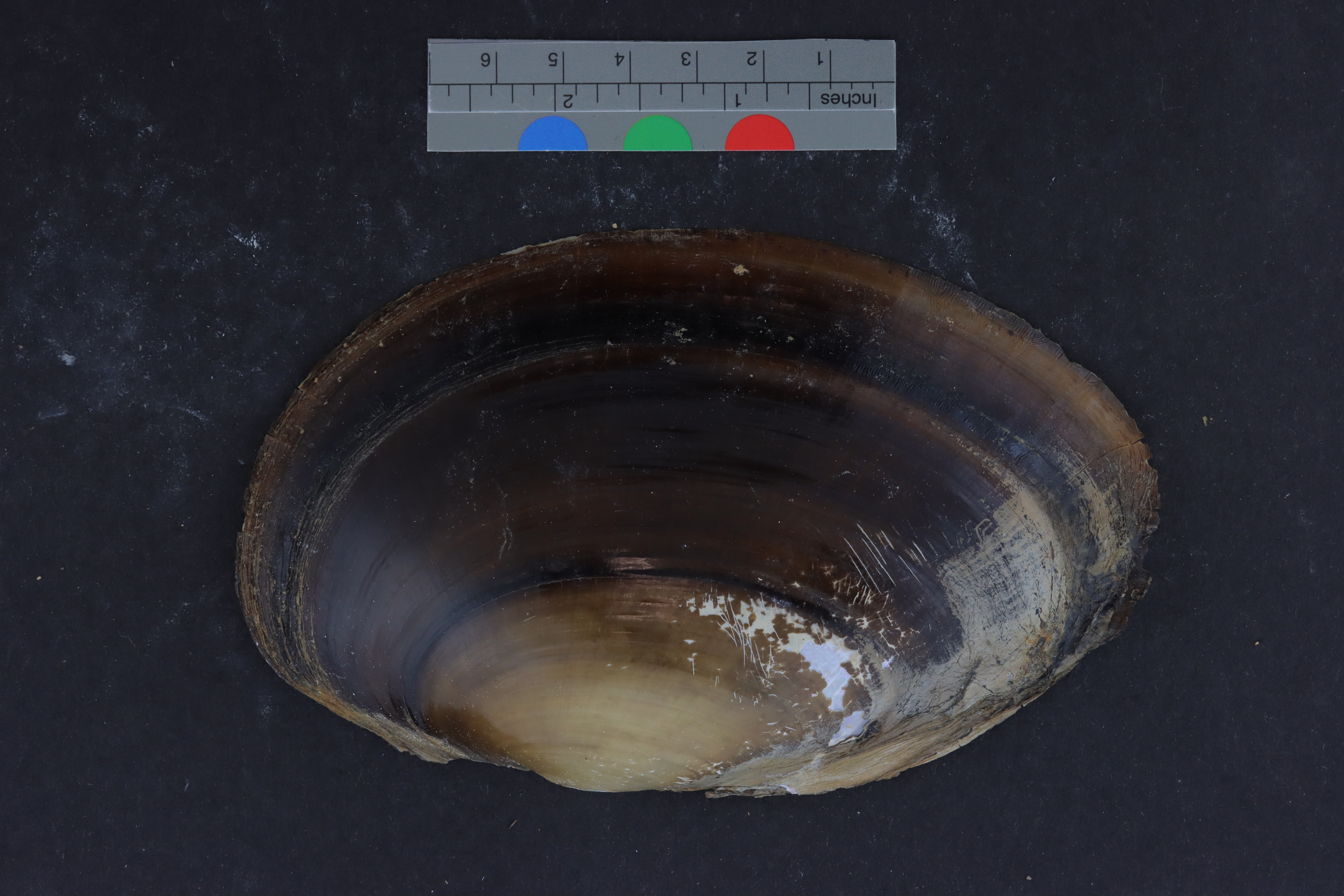 Potamilus amphichaenus
