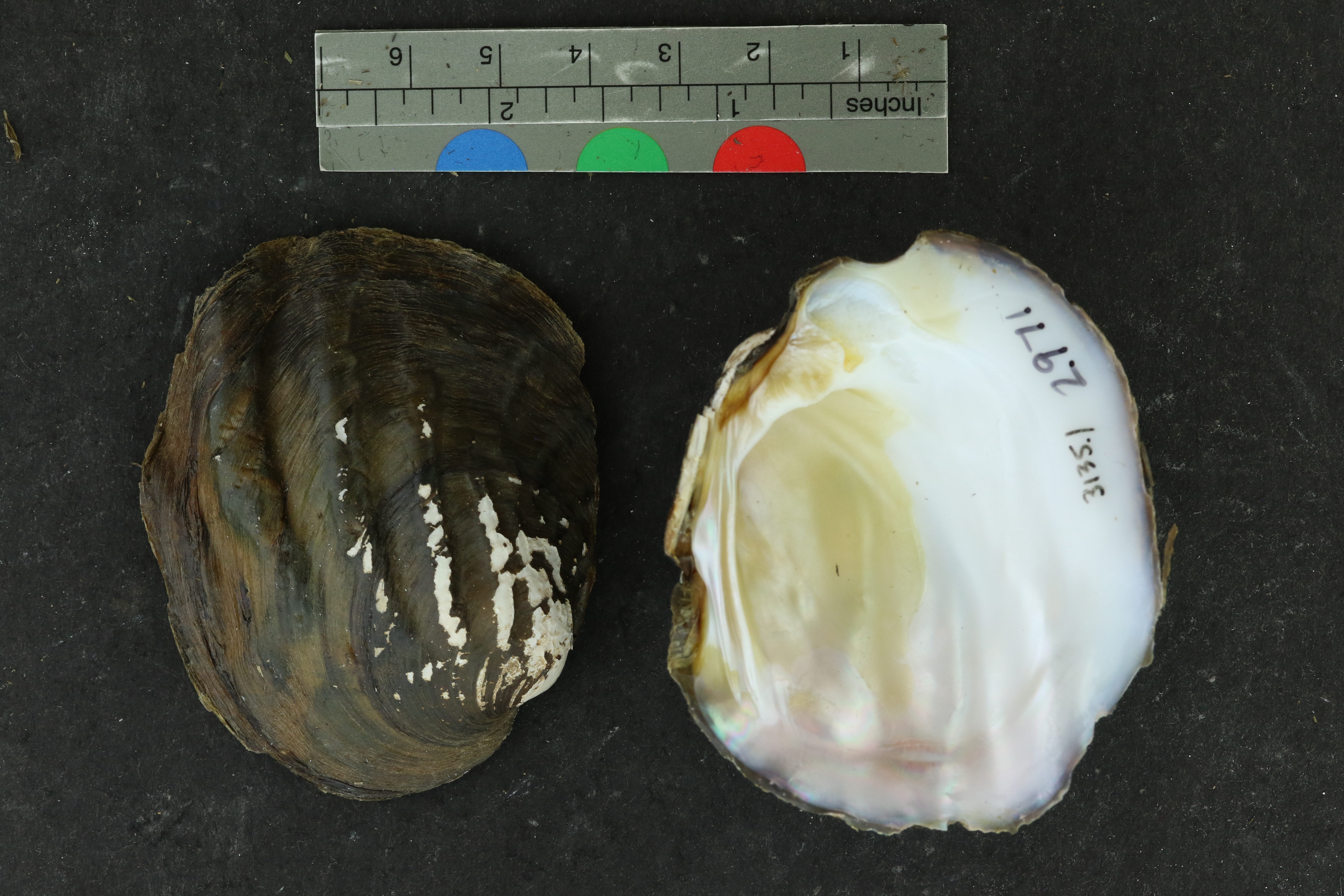 Amblema plicata