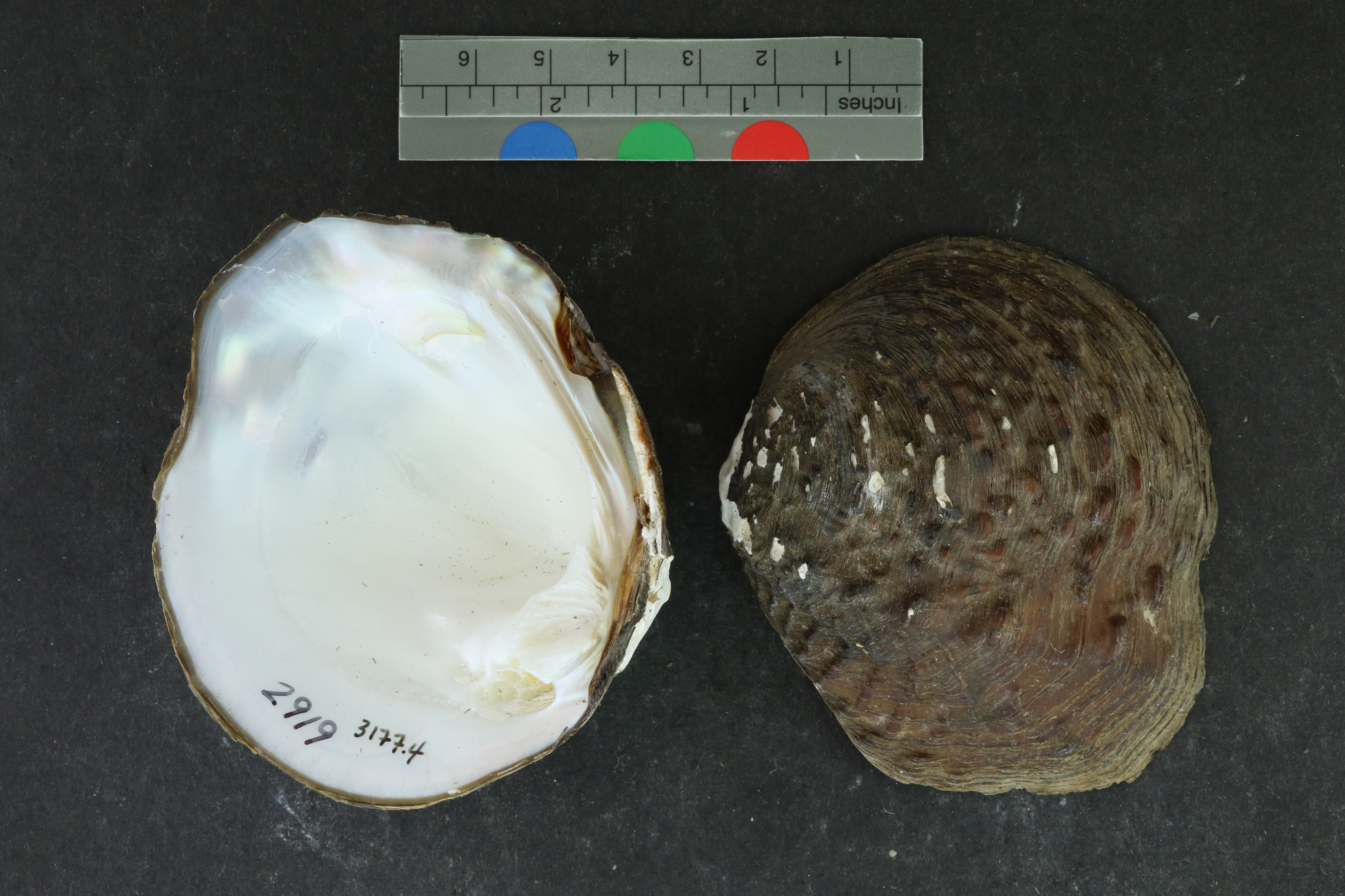 Quadrula apiculata