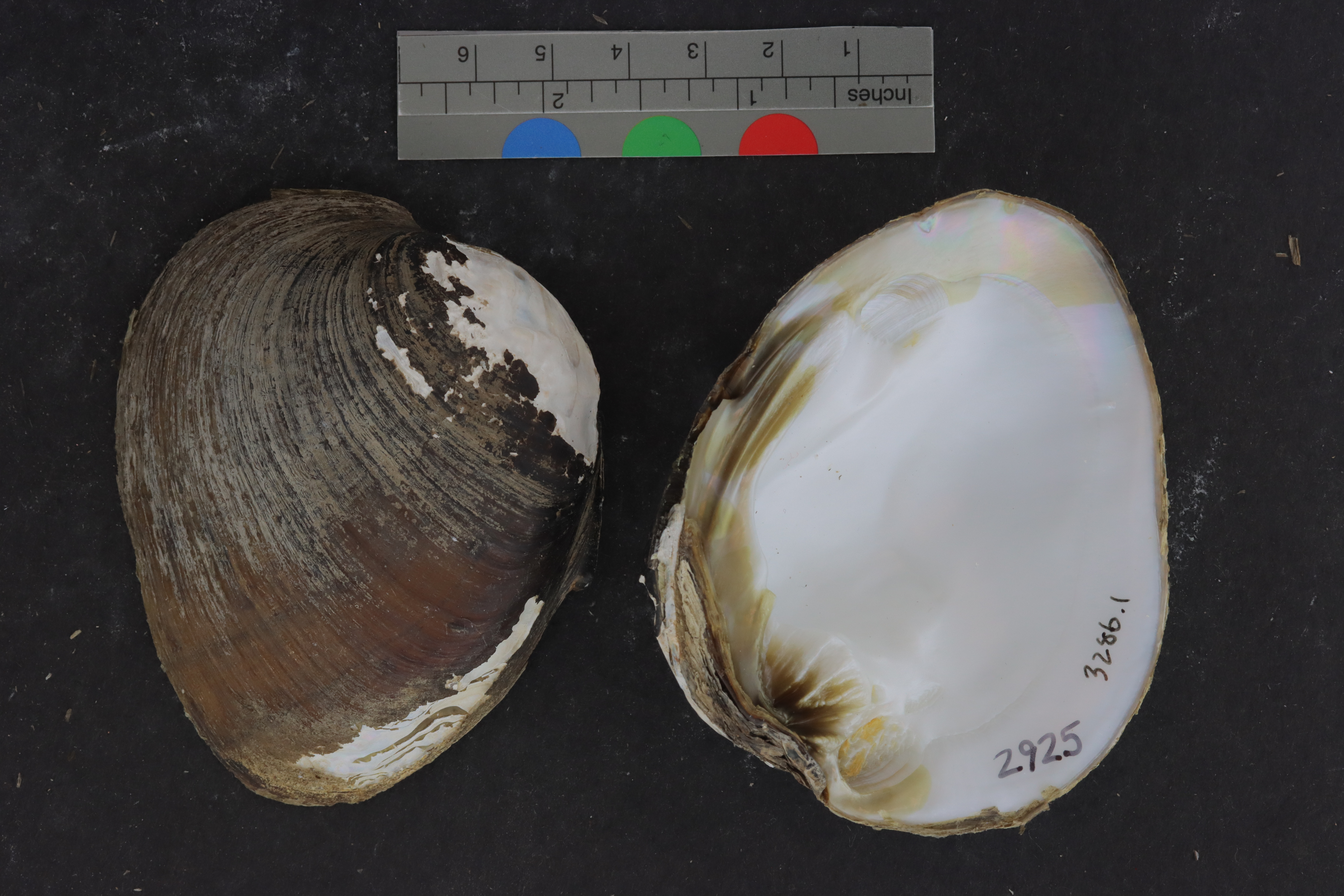 Ellipsaria lineolata