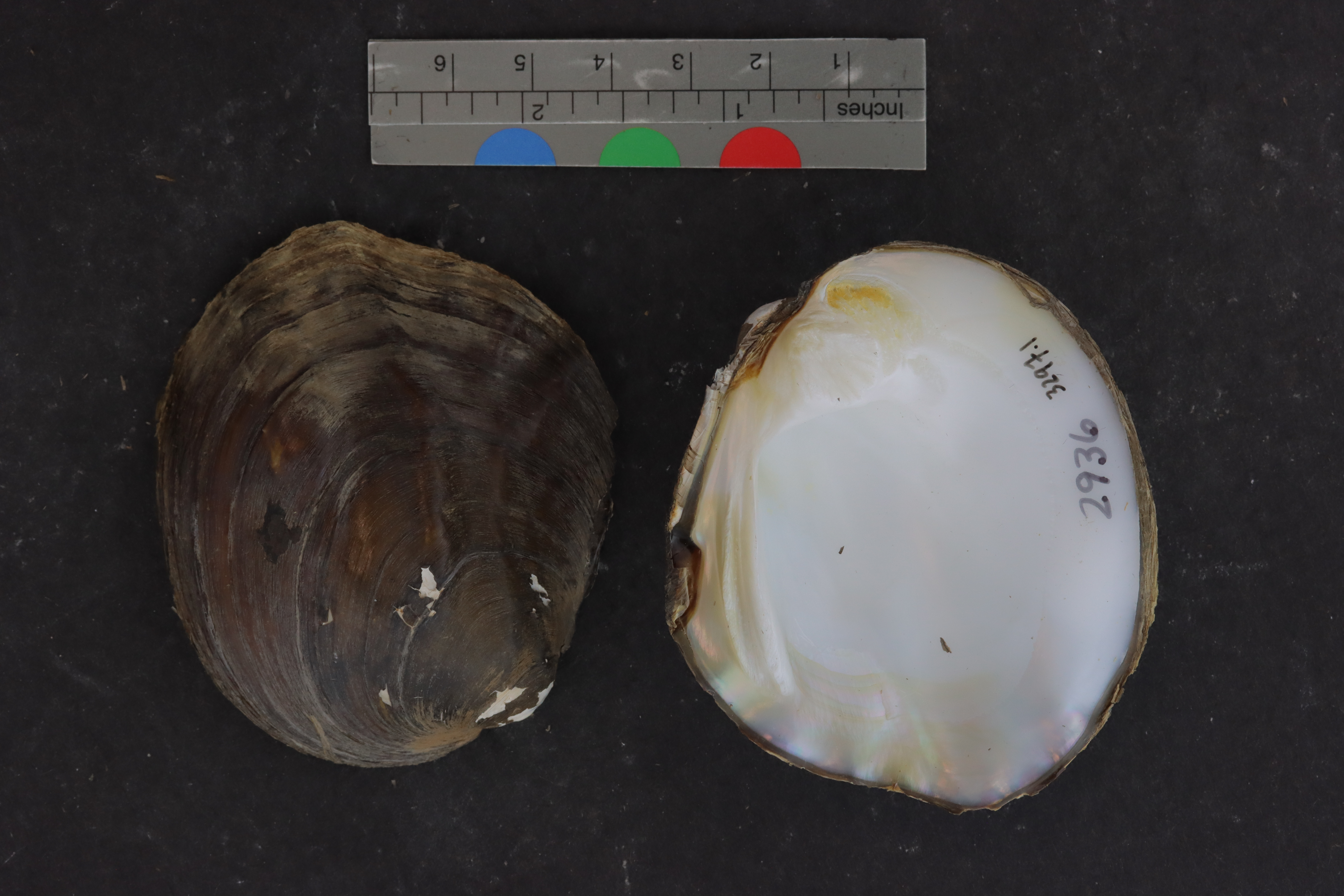 Amblema plicata
