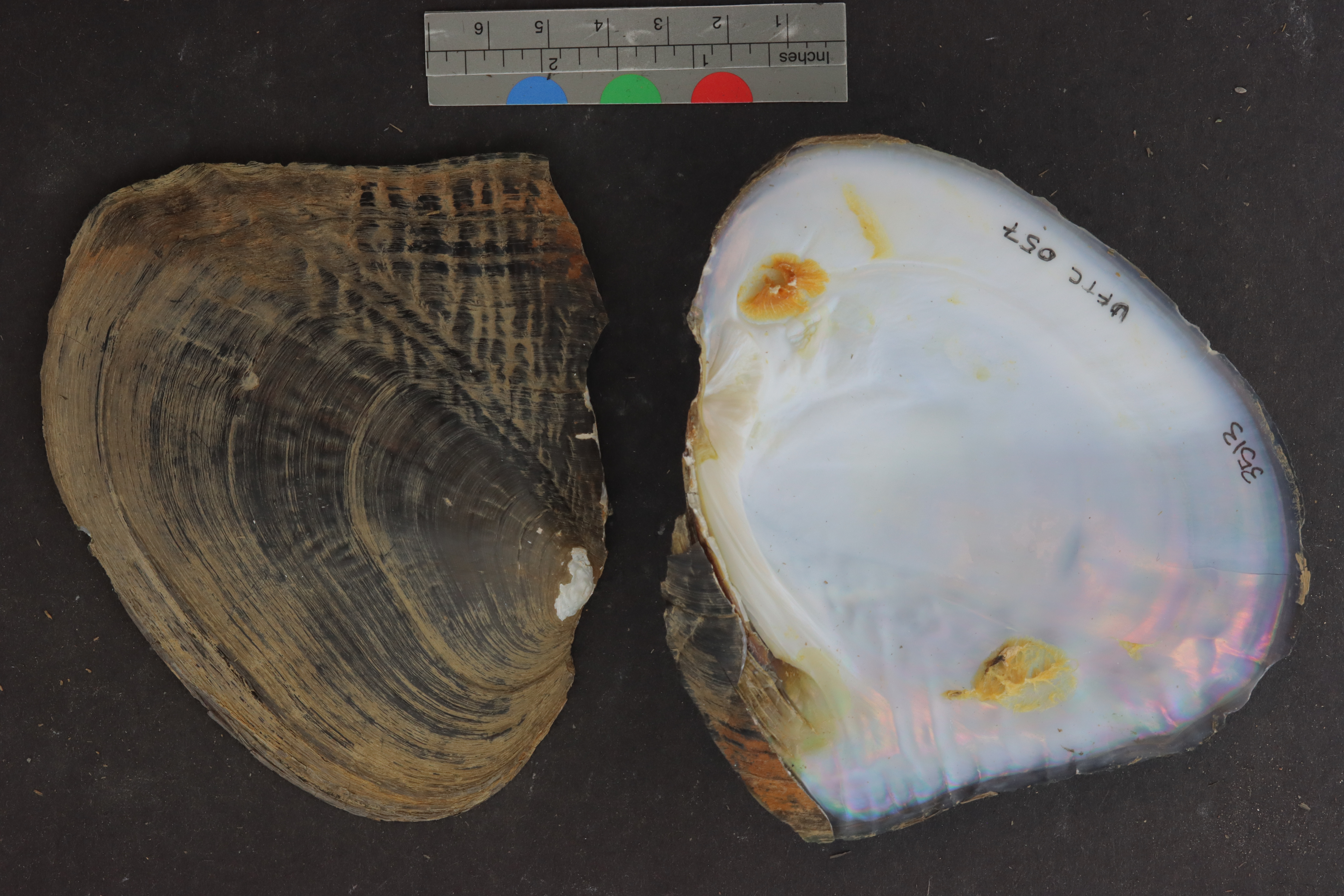 Specimen media