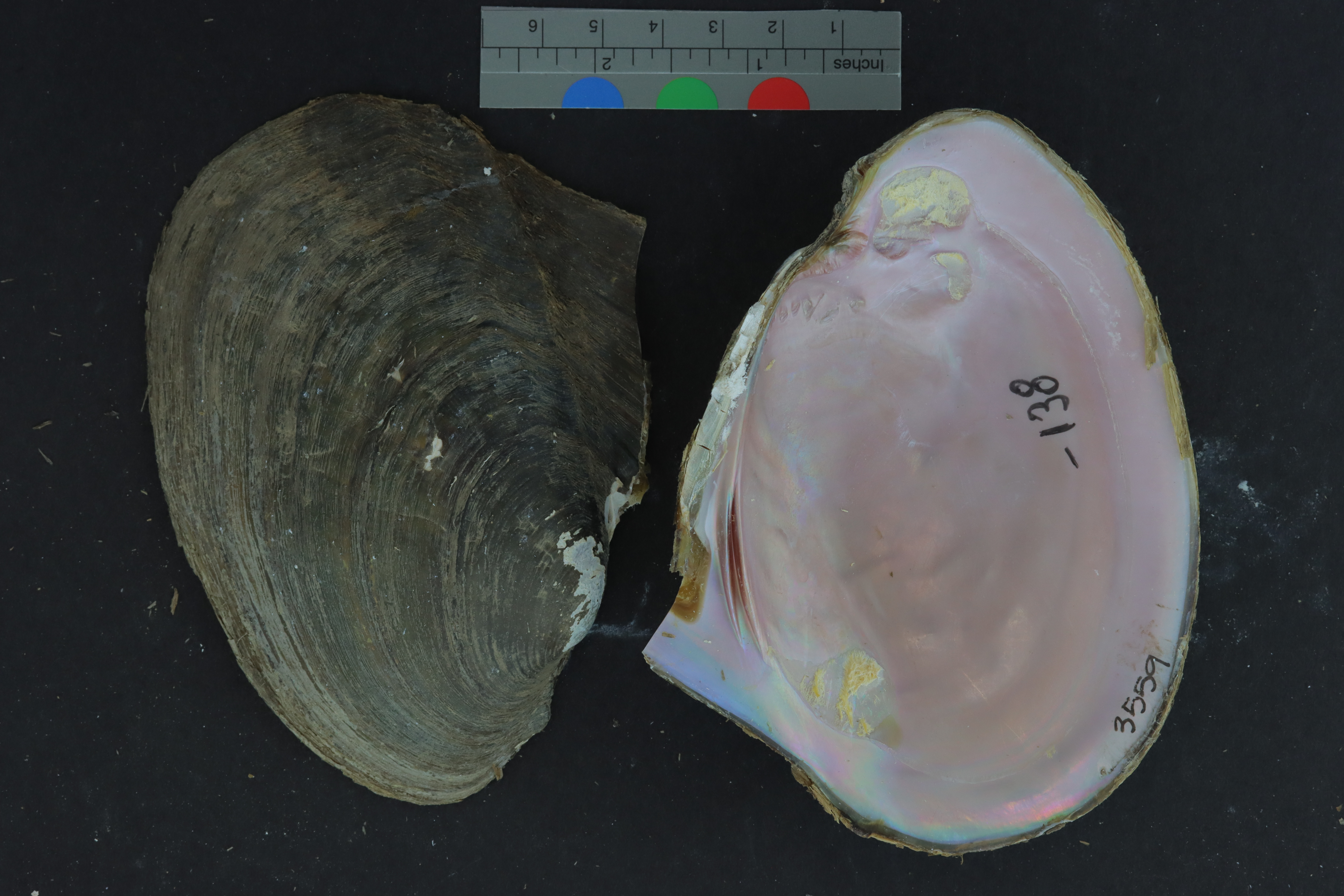 Potamilus alatus