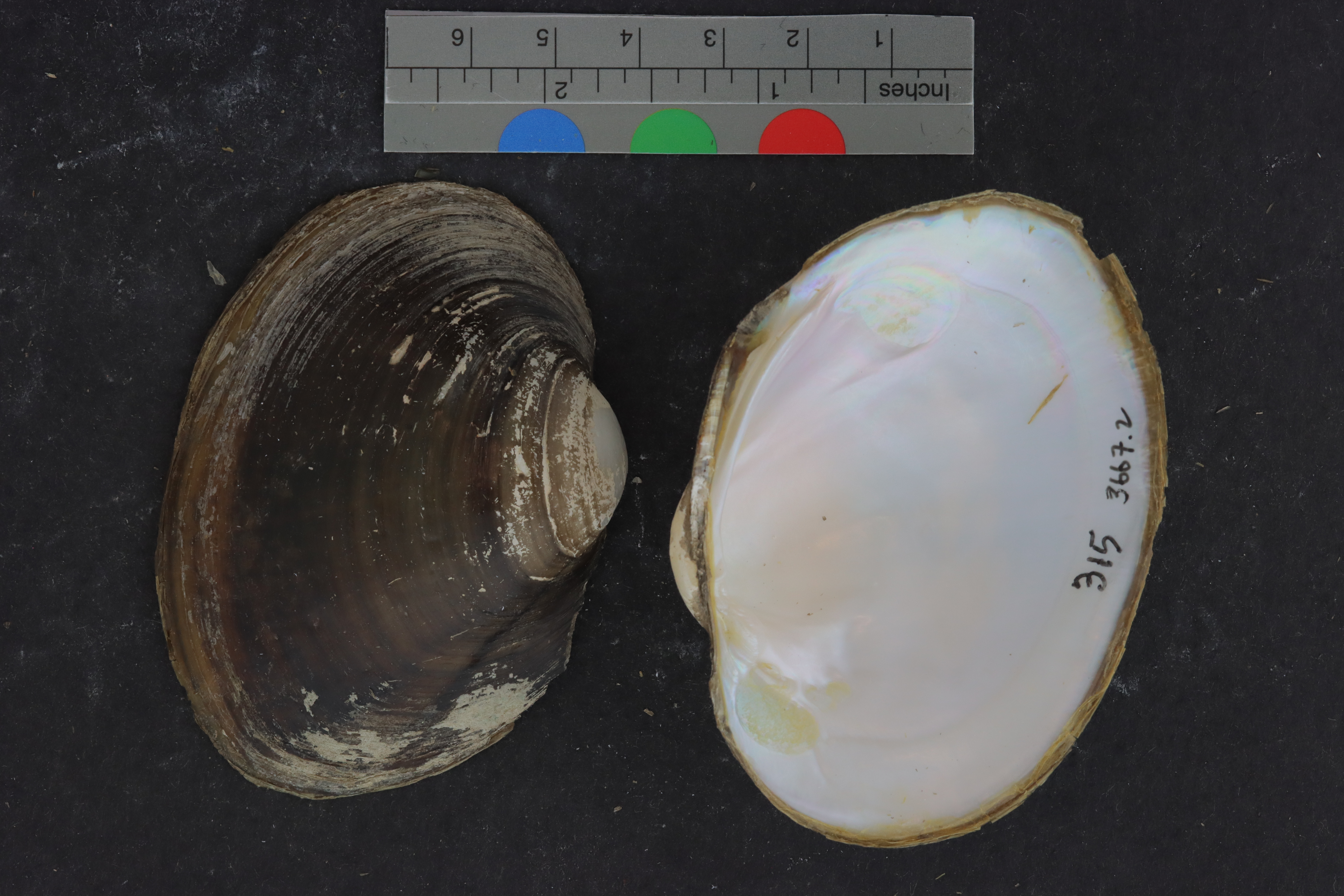 Specimen media