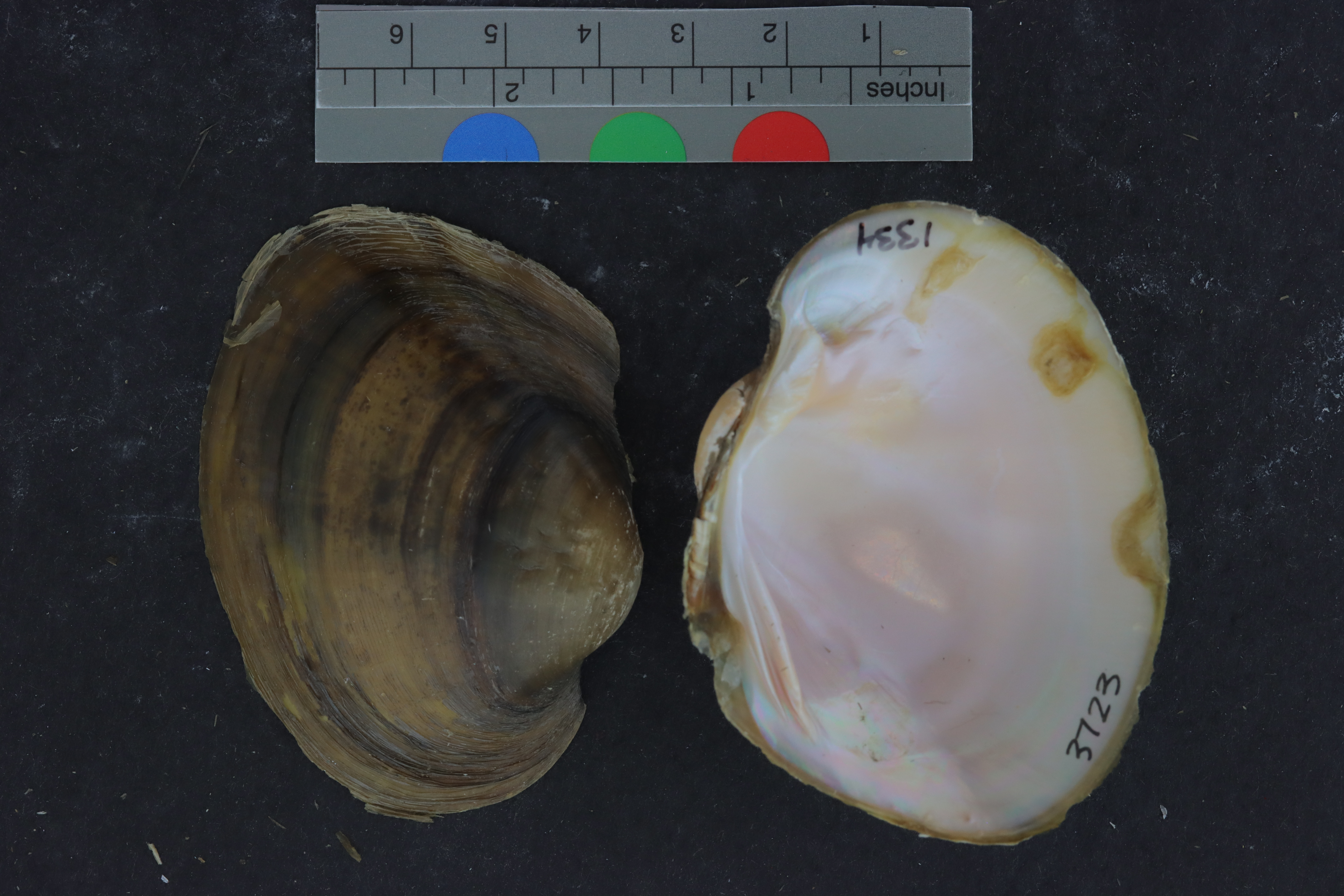 Cyrtonaias tampicoensis