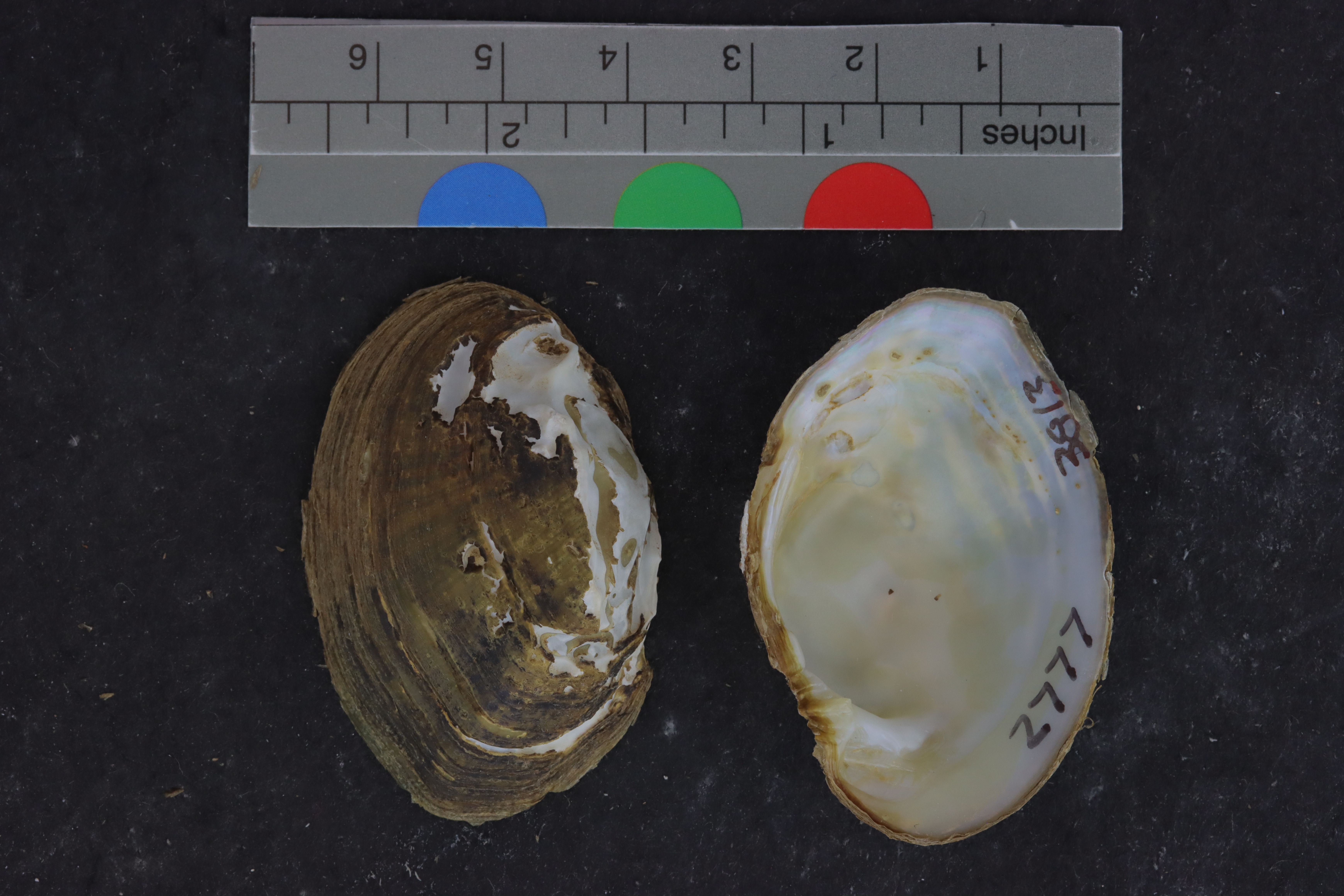 Epioblasma walkeri