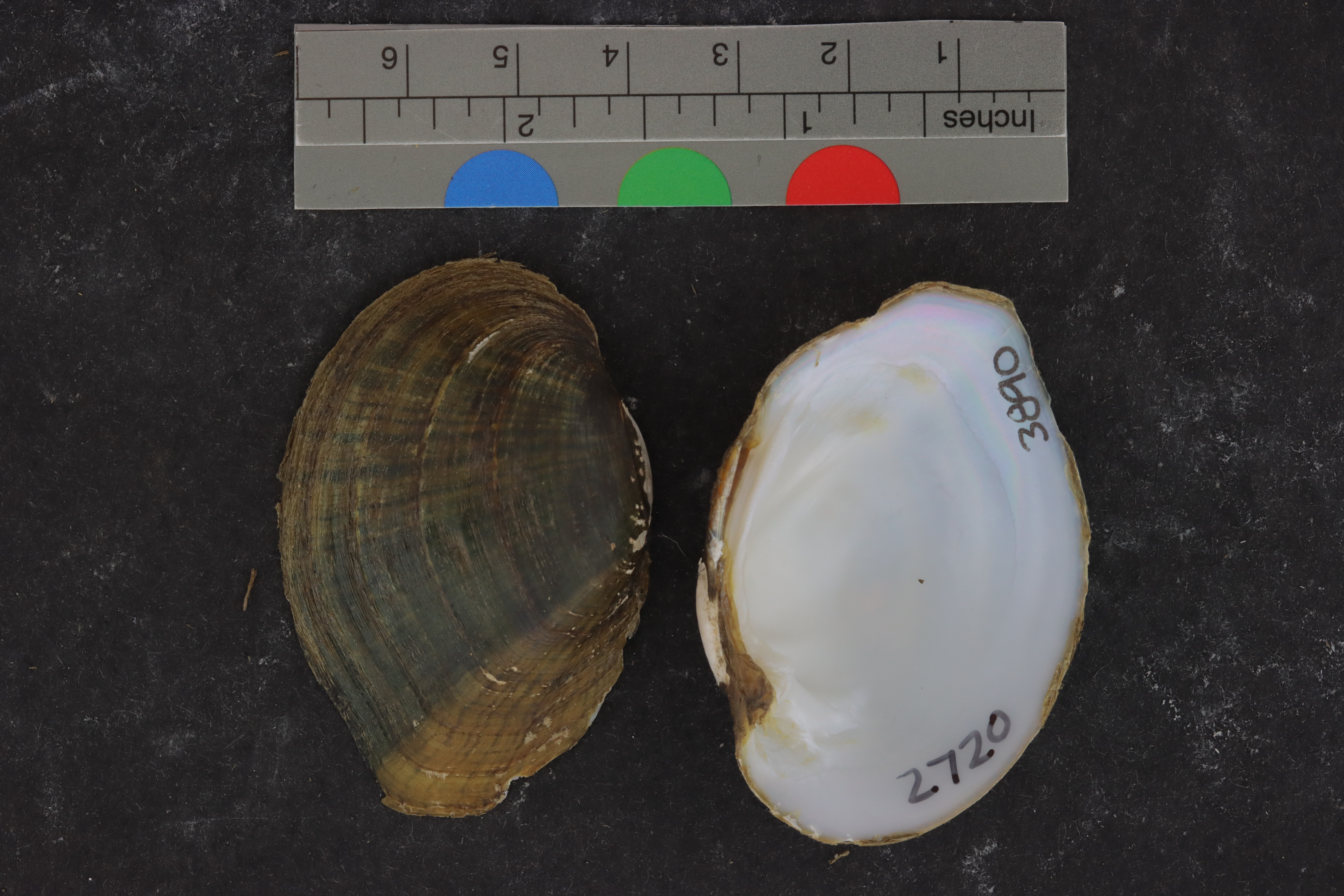 Epioblasma capsaeformis