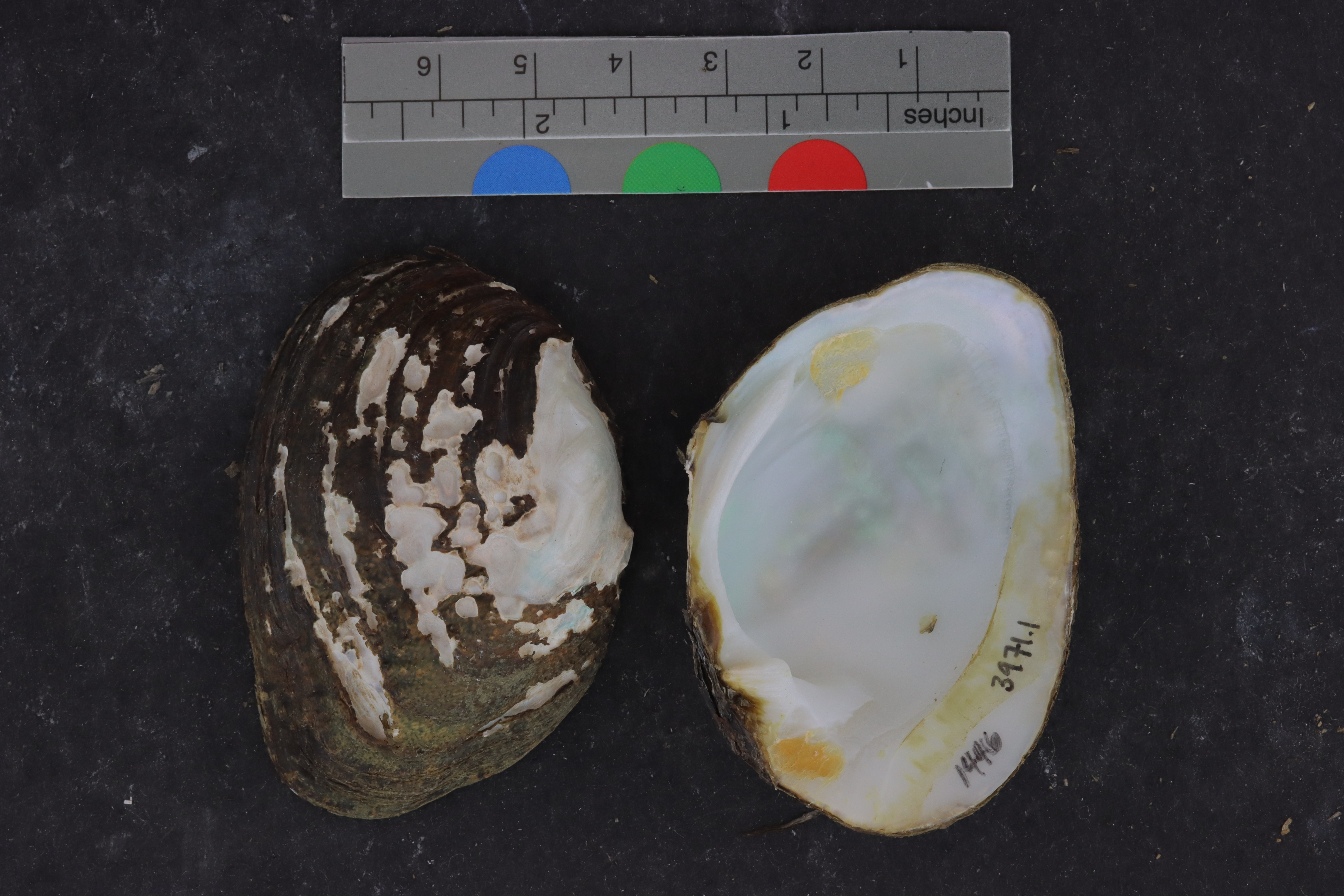 Cyprogenia aberti