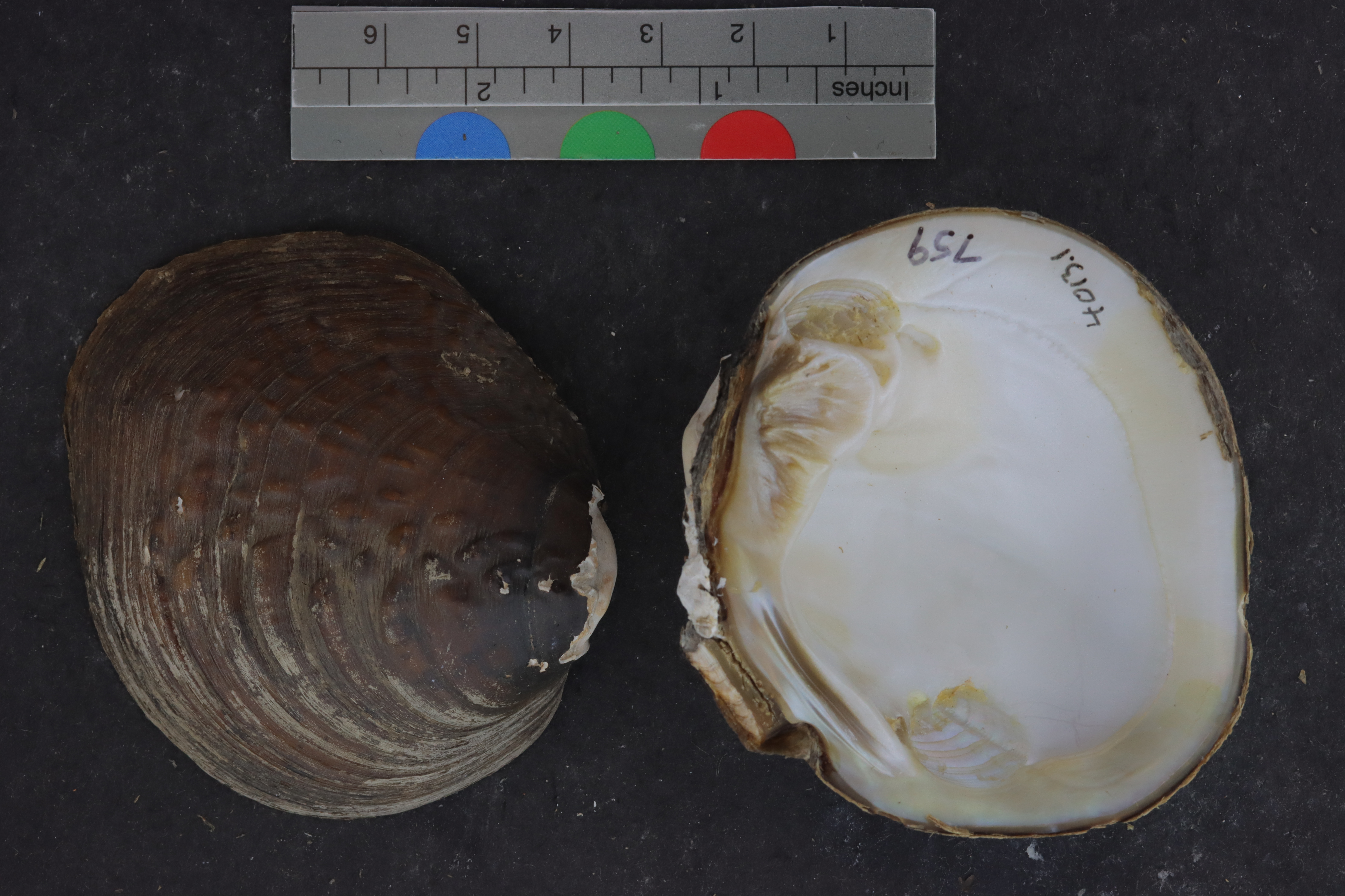 Quadrula asperata