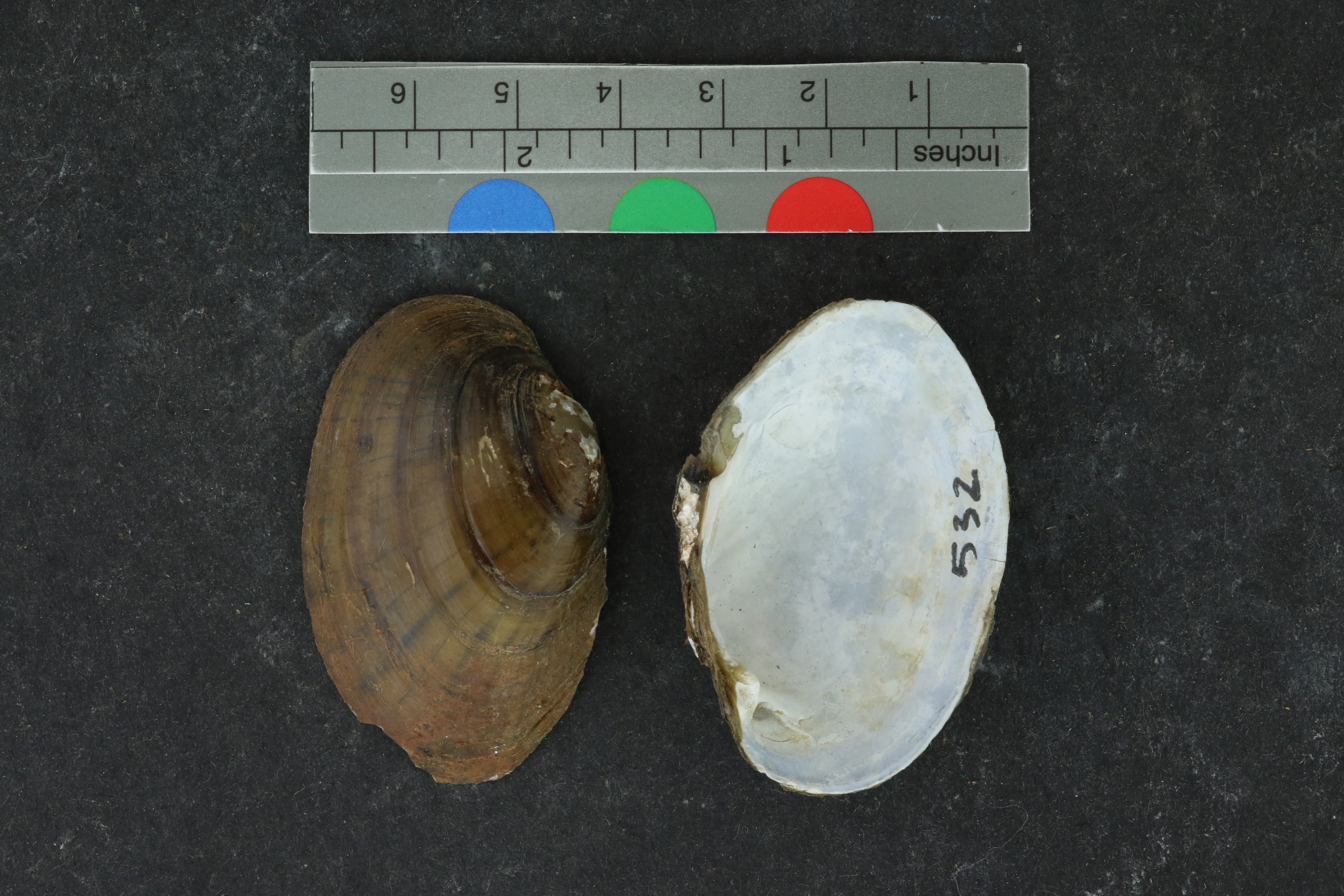 Specimen media