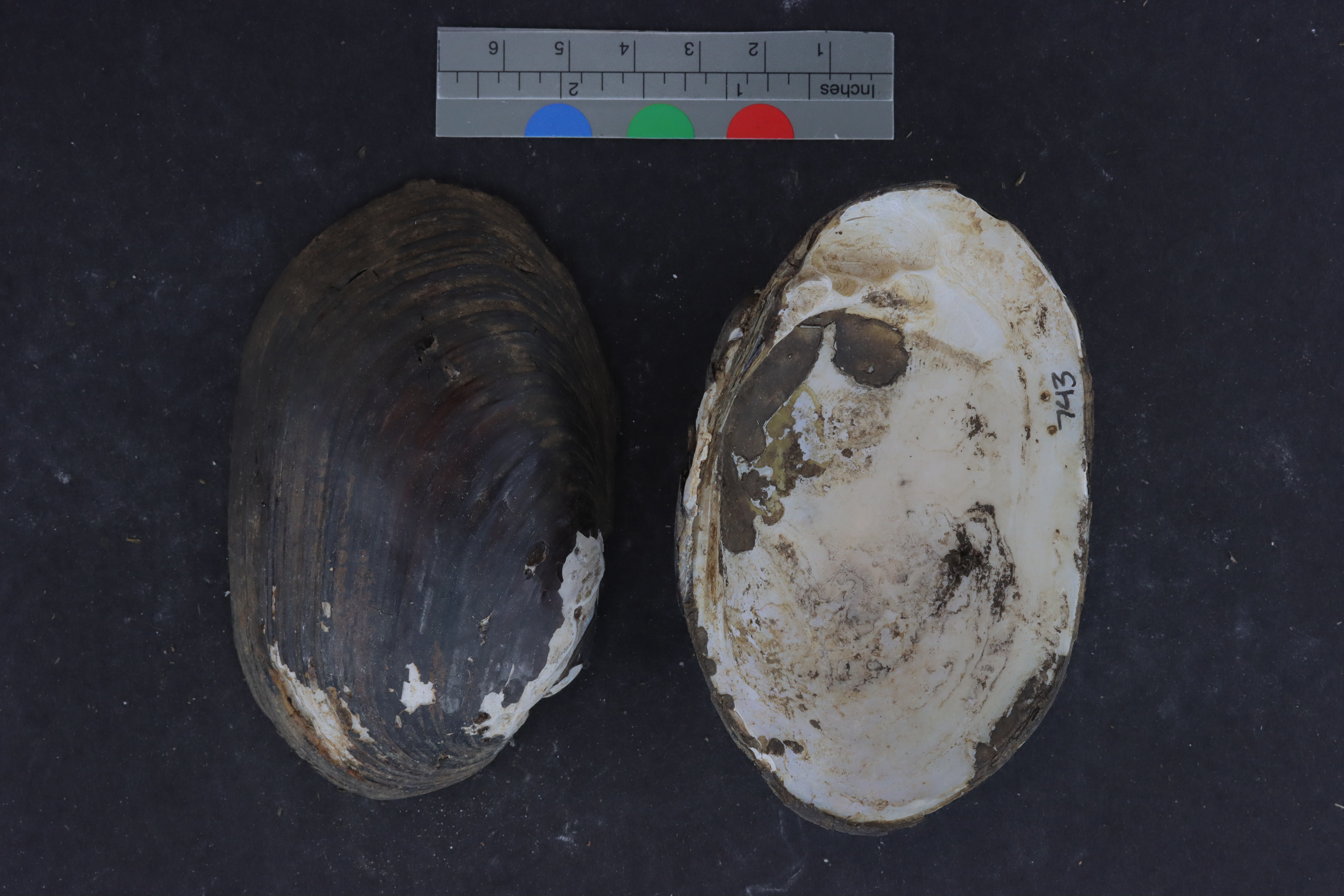 Lampsilis perovalis