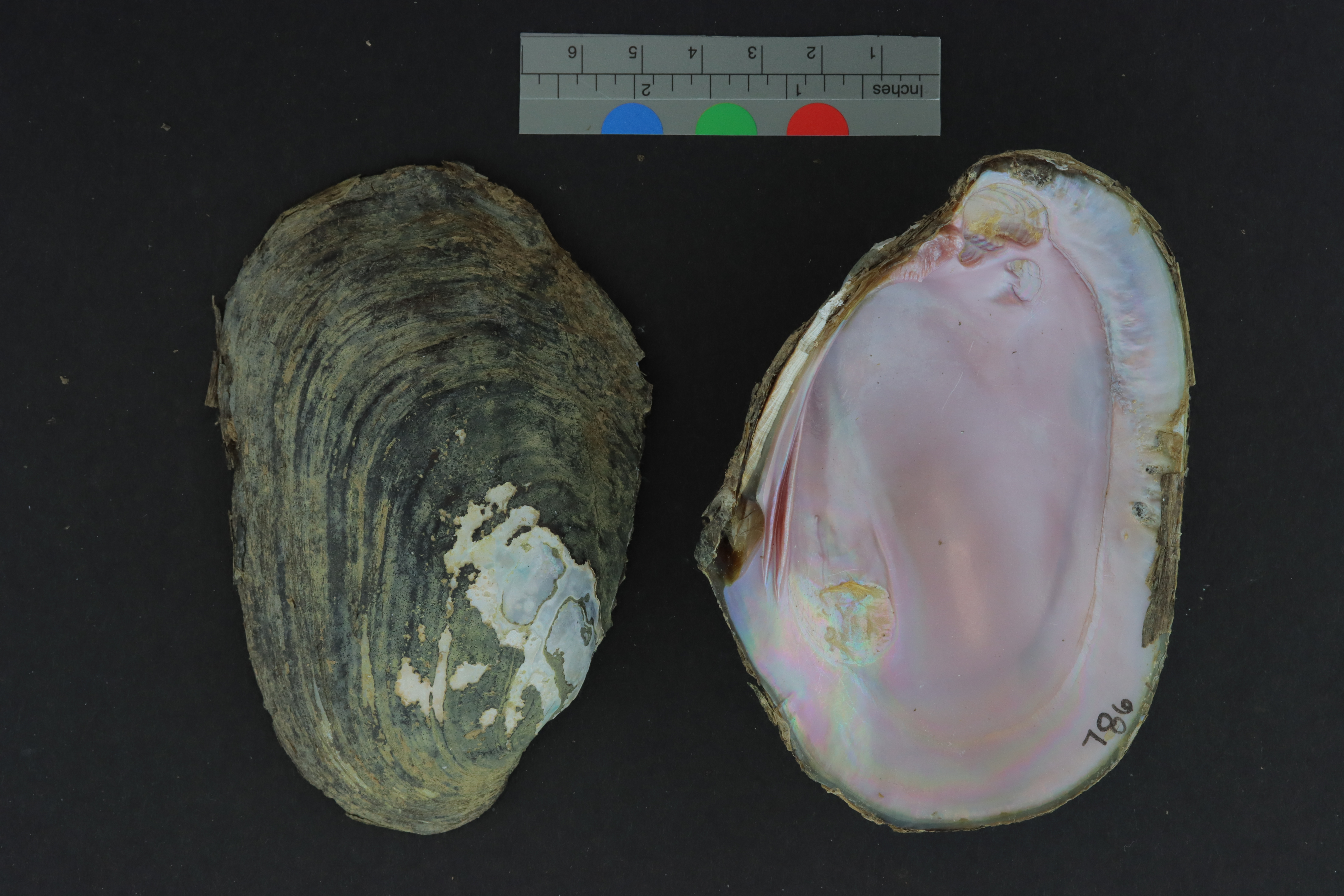 Specimen media