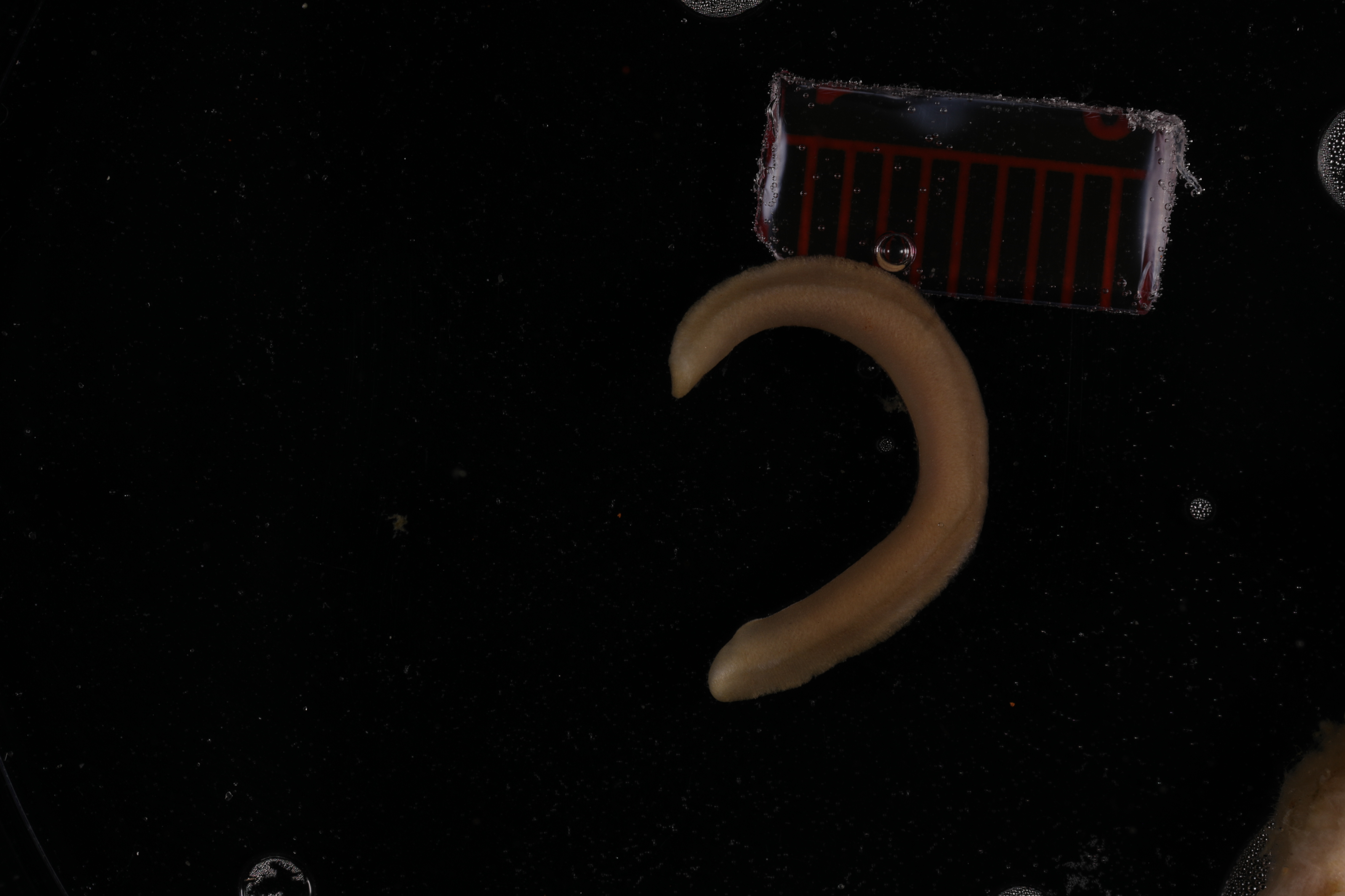 Dorymenia tricarinata