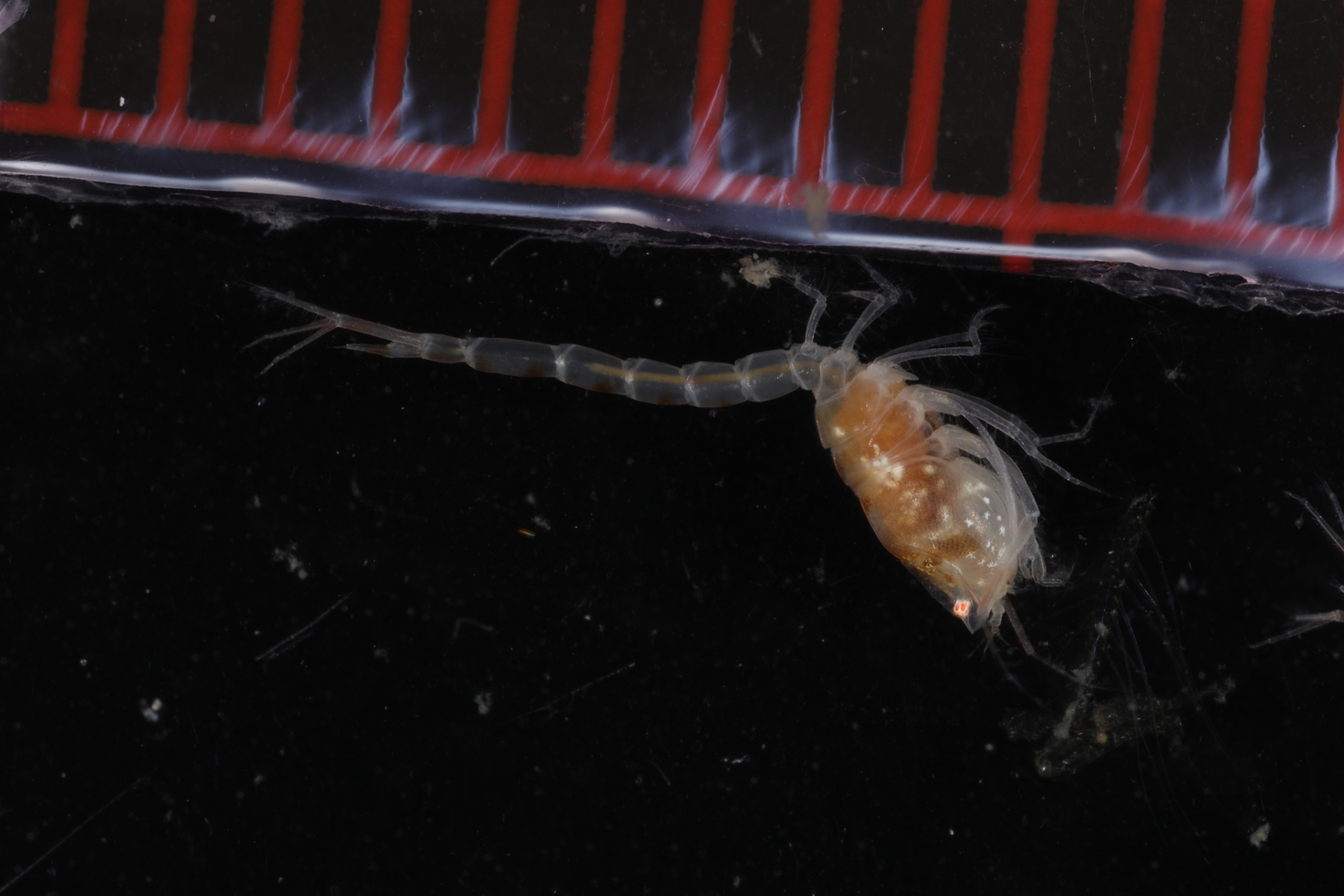 Specimen media